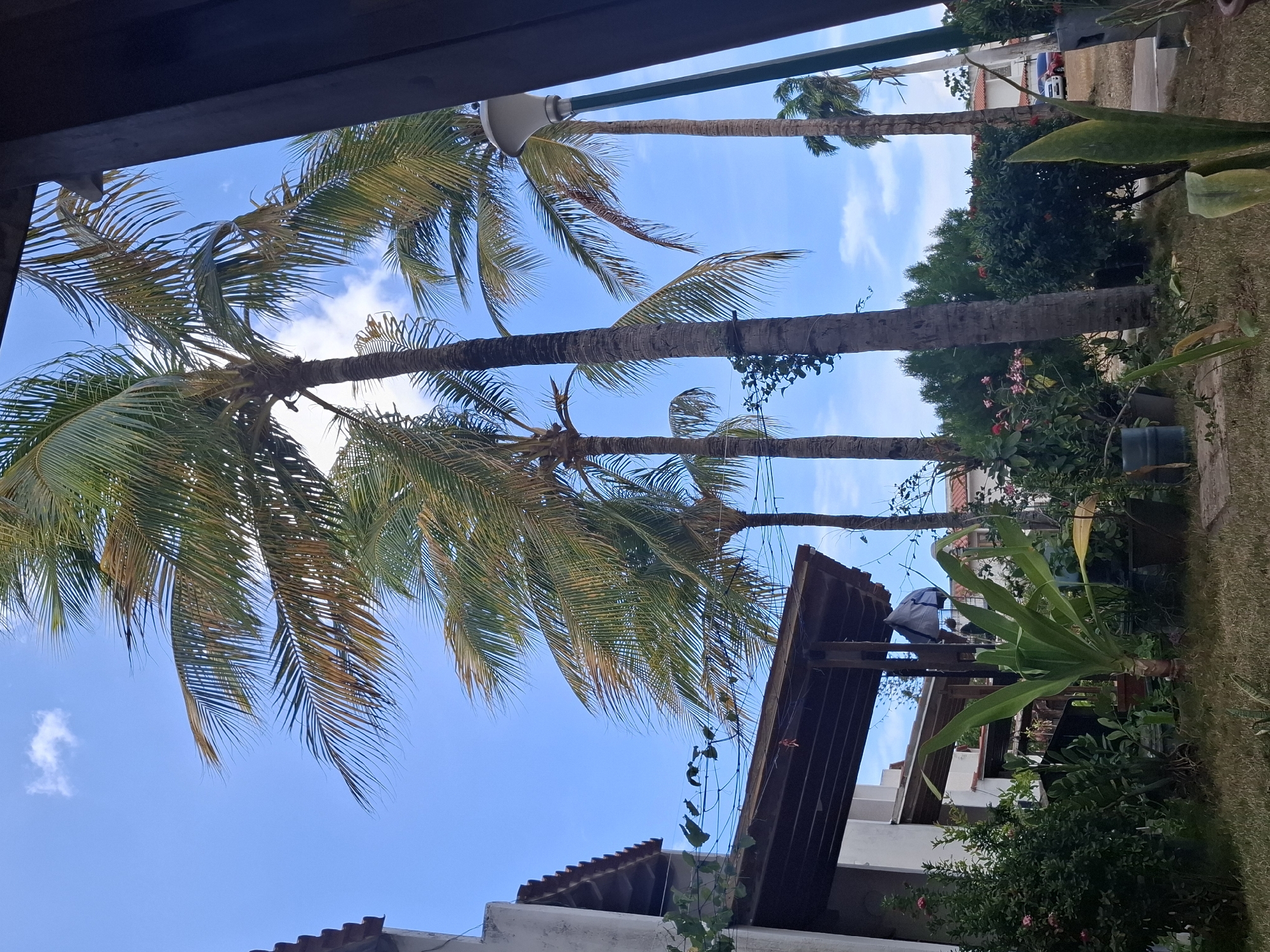 Palm trees observed under clear skies in Juan Griego