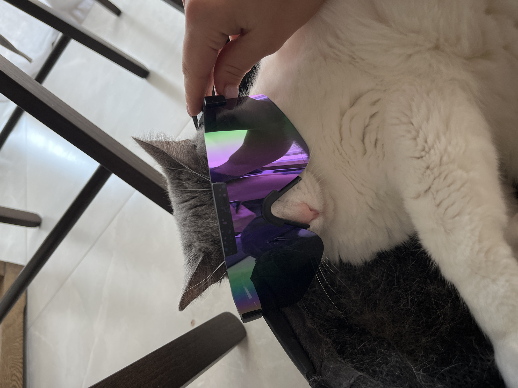 Cat tries on sunglasses in Cyprus eyewear photoshoot