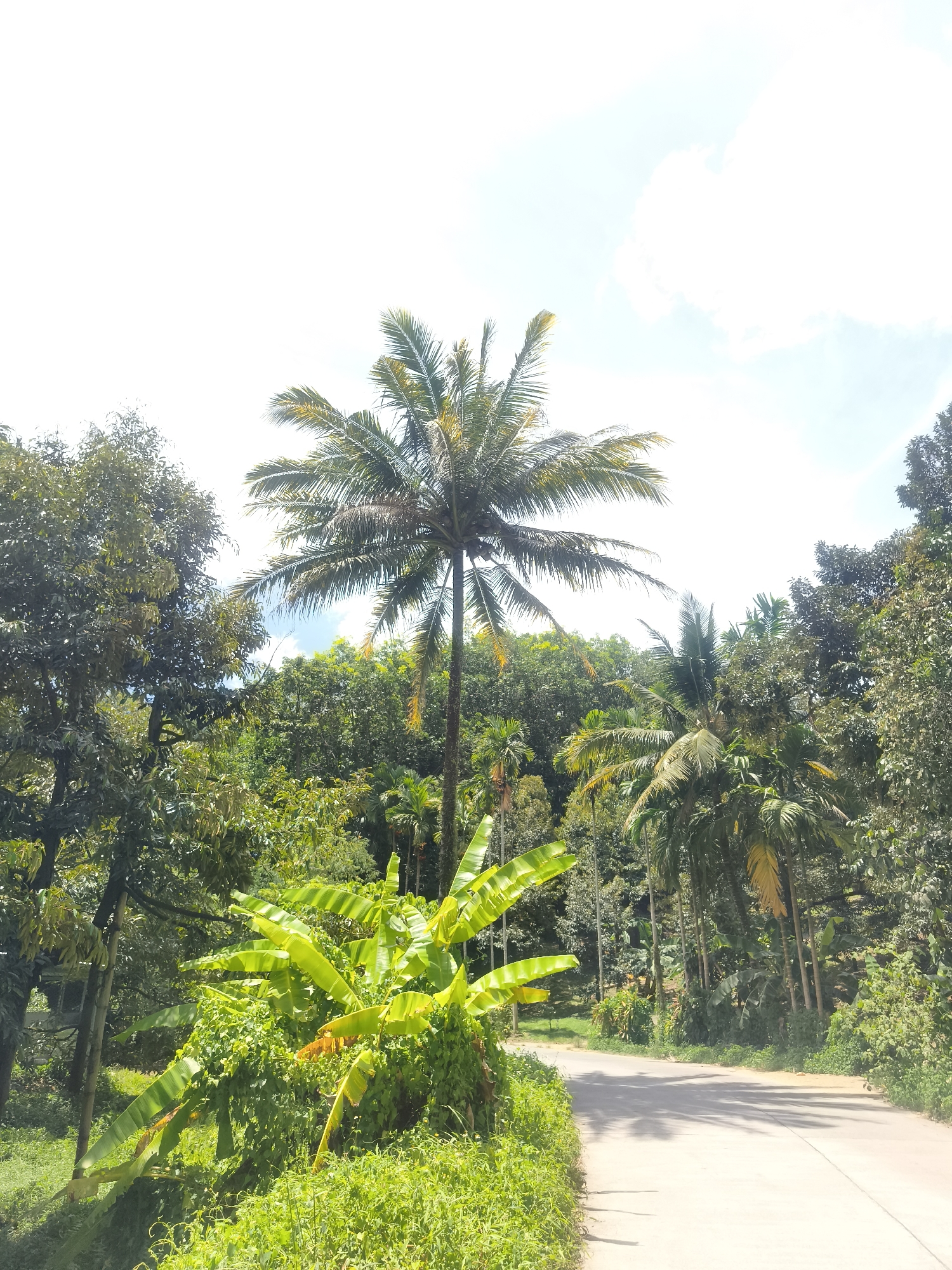 Tropical tree-lined road documented in Baan Lamai, Thailand