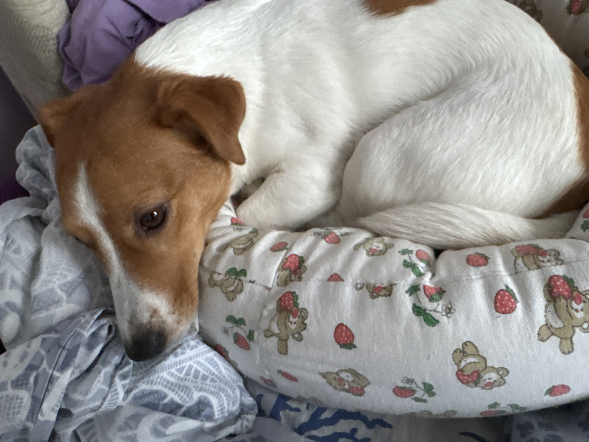 Pets at rest on a quiet morning in Yekaterinburg