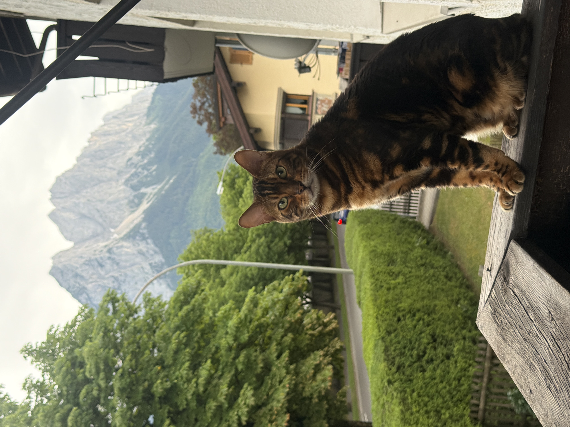 Bengal cat on a wooden railing, green eyes, outdoors