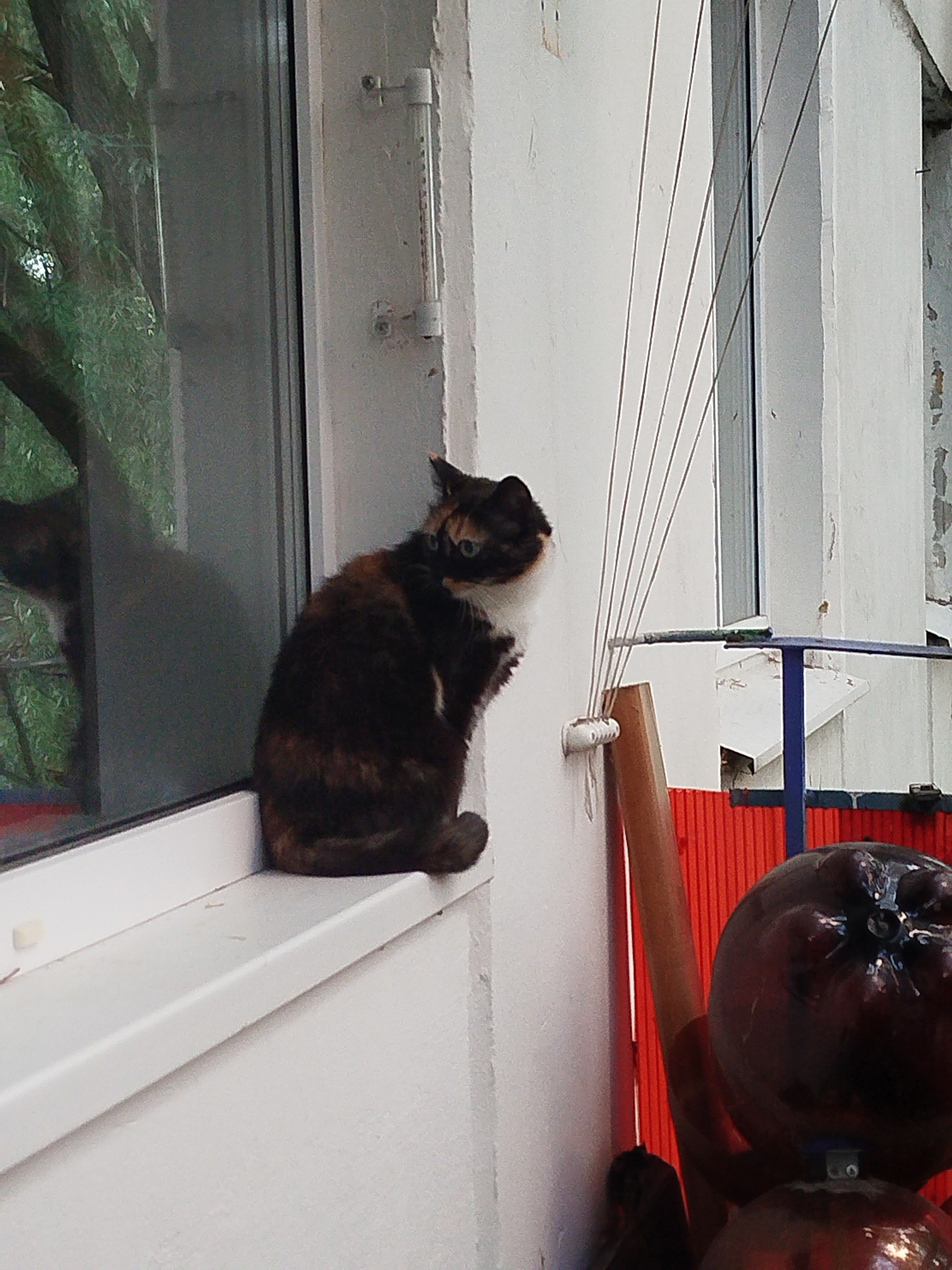 Cats and candid indoor moments on a quiet afternoon
