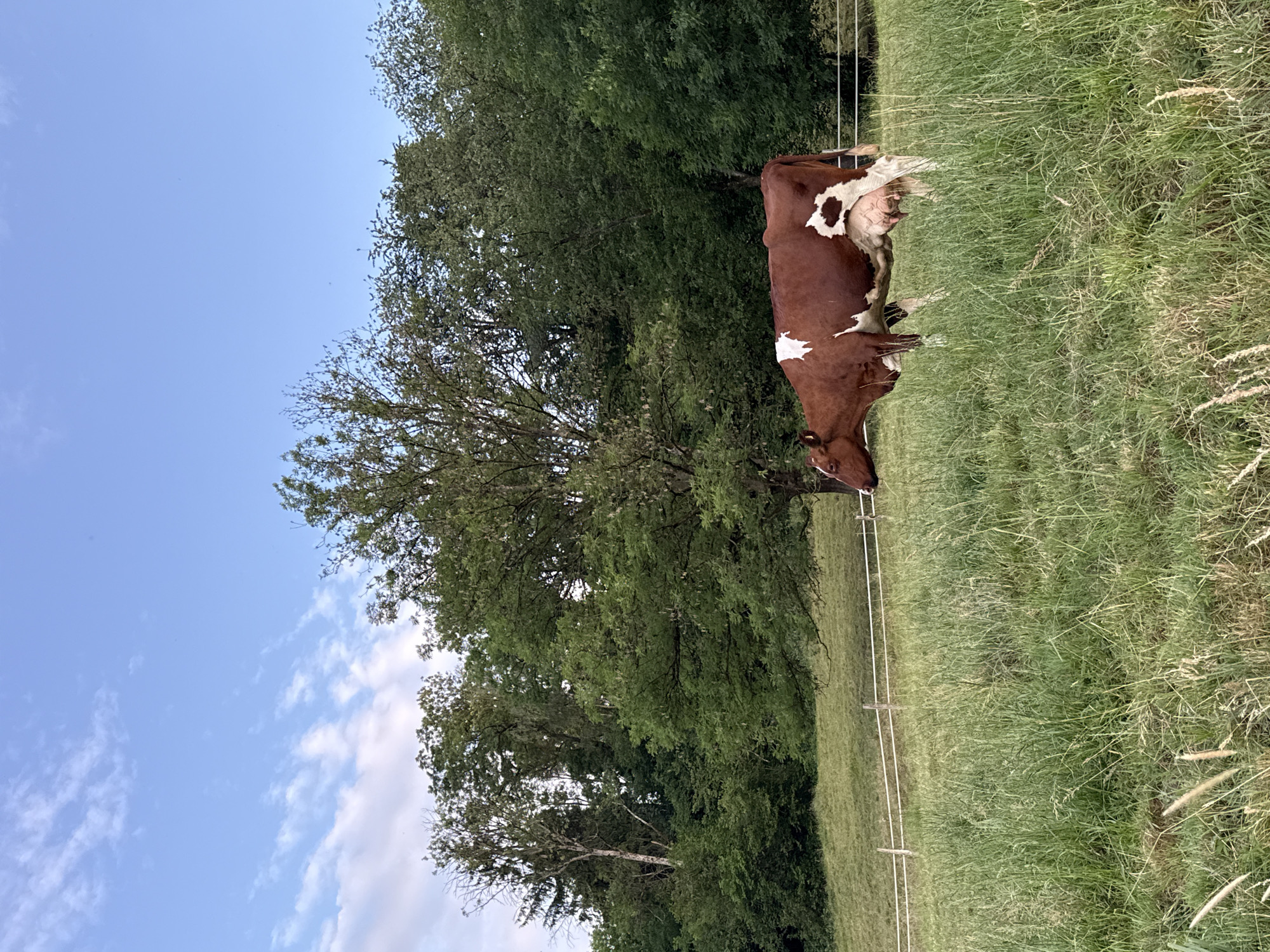 Cattle grazing and farm work in the Swiss countryside