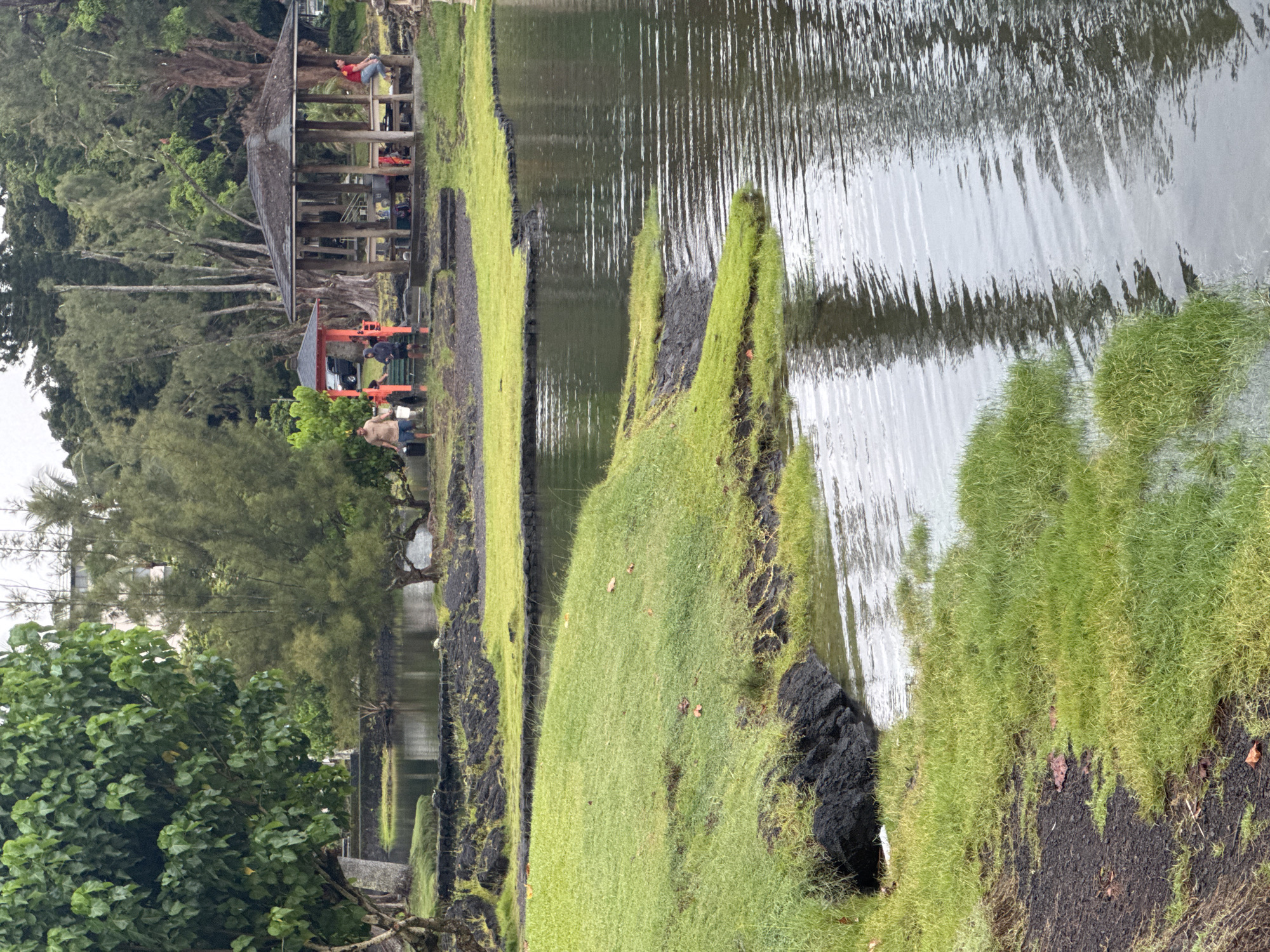 Rainy morning along Hilo's gardens and volcanic coastline