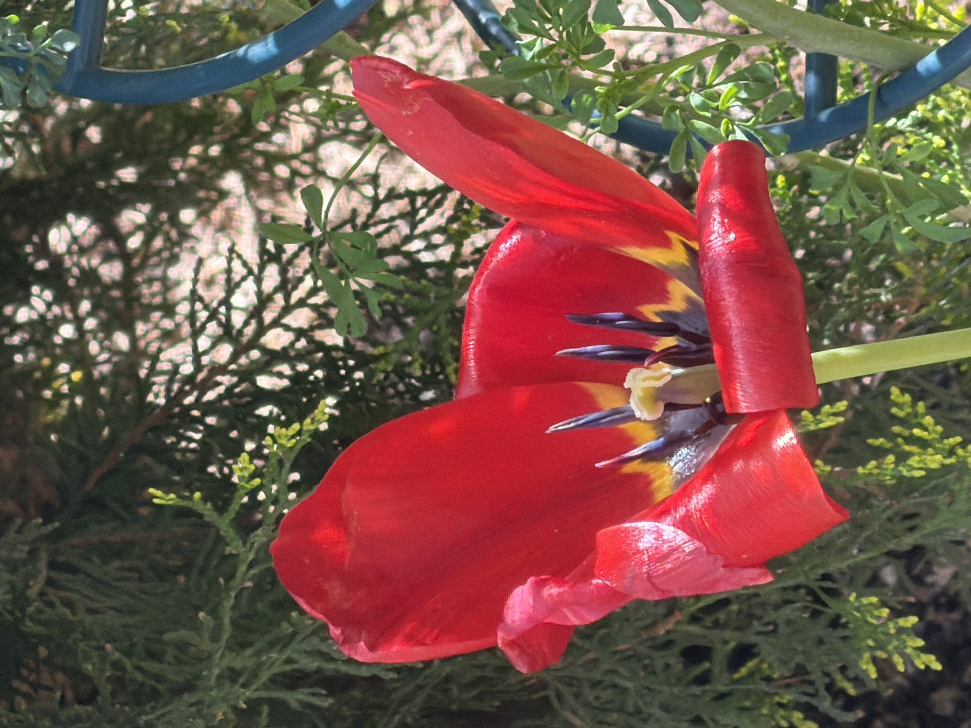 Morning scenes captured in Esch-sur-Alzette: tulip, sky, resting dog