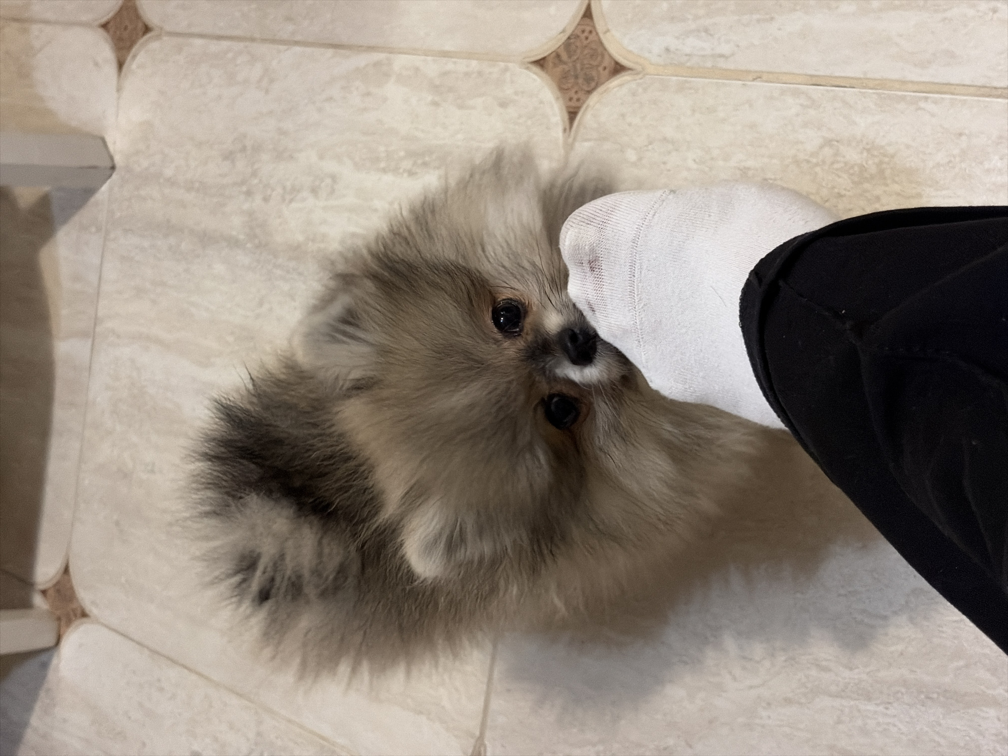 Pomeranian dog photographed repeatedly over four hours in Saint Petersburg
