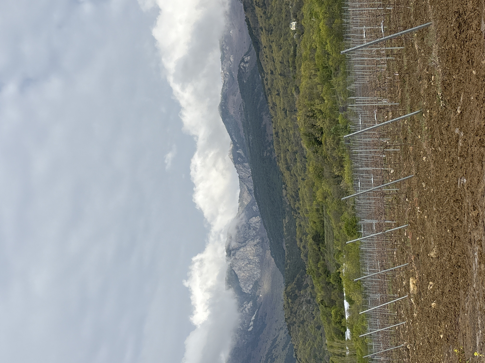 Early morning vineyard activity documented in mountainous Pushkino region