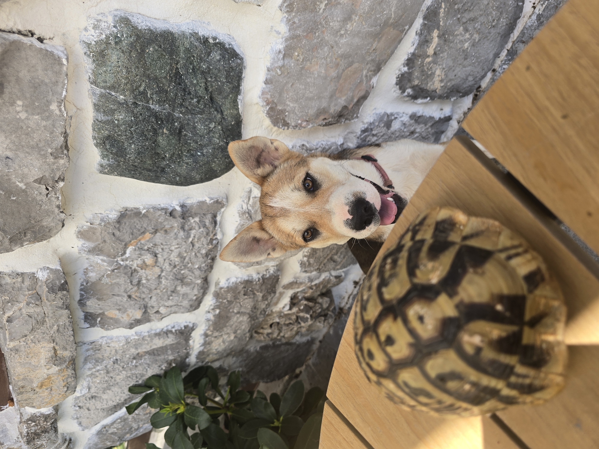 Dog and tortoise share an easygoing outdoor moment together
