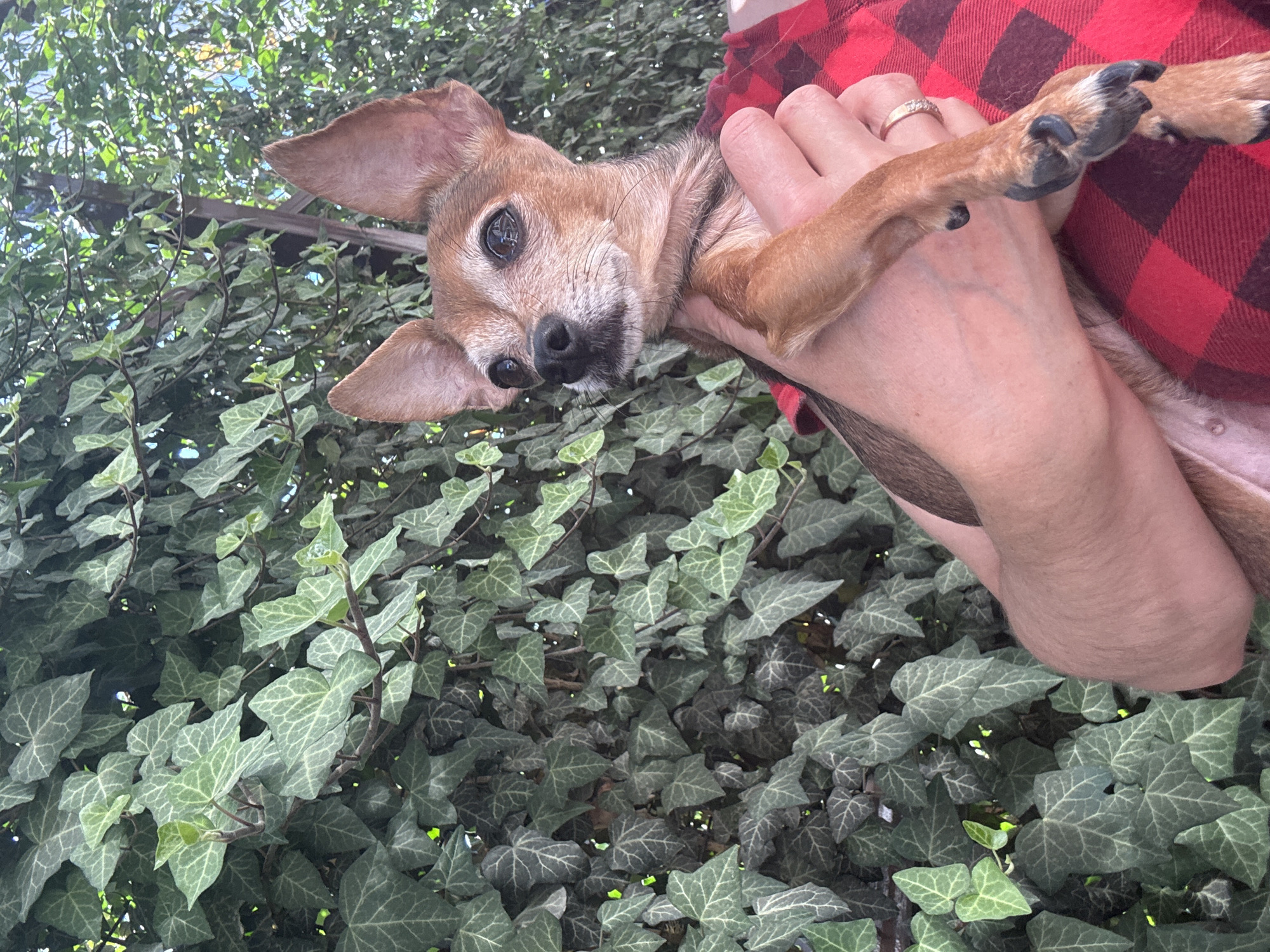 Small dogs at home in Fastovetskaya, Russia