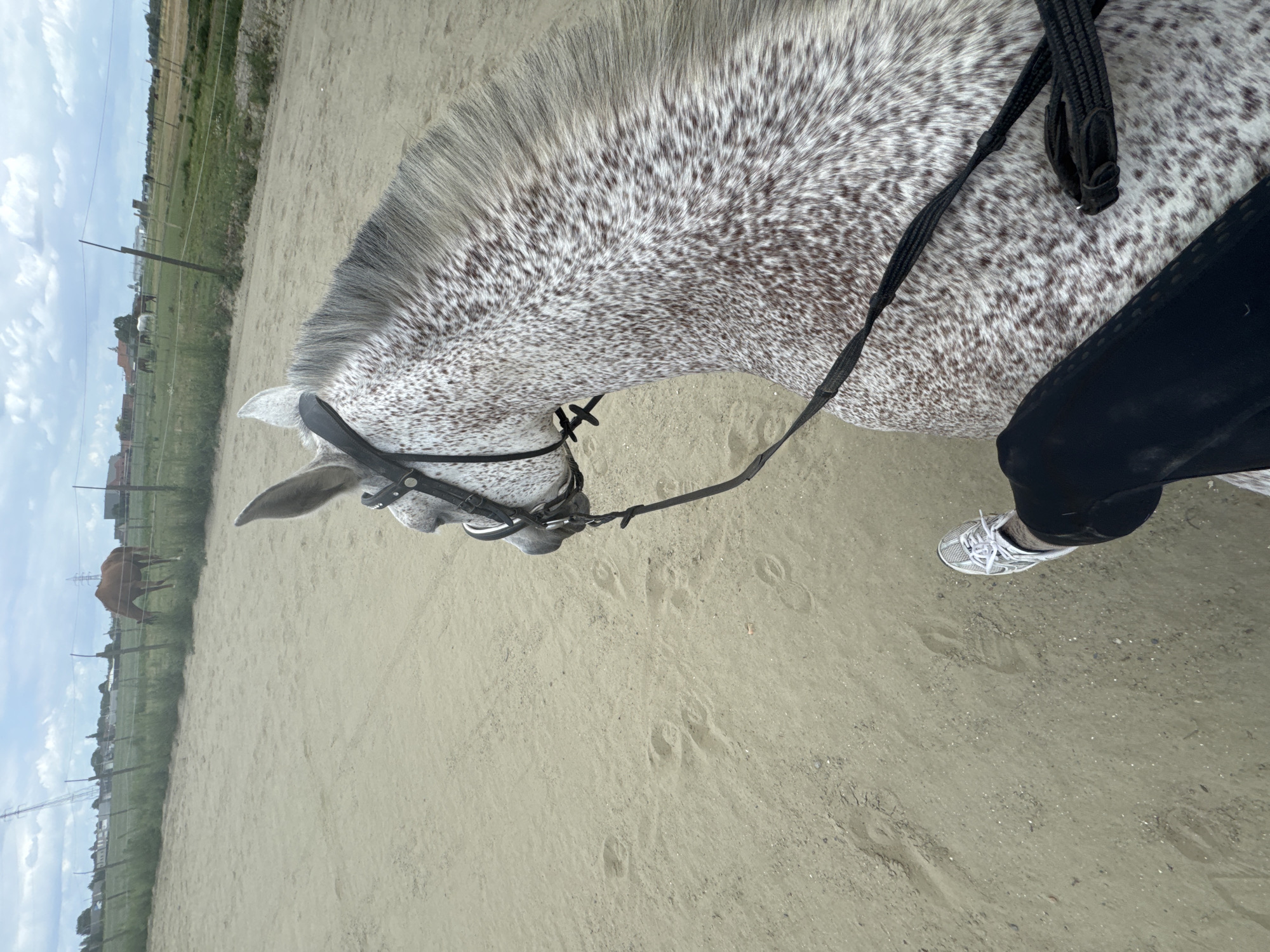Dappled gray horse in sandy enclosure, Estaimpuis