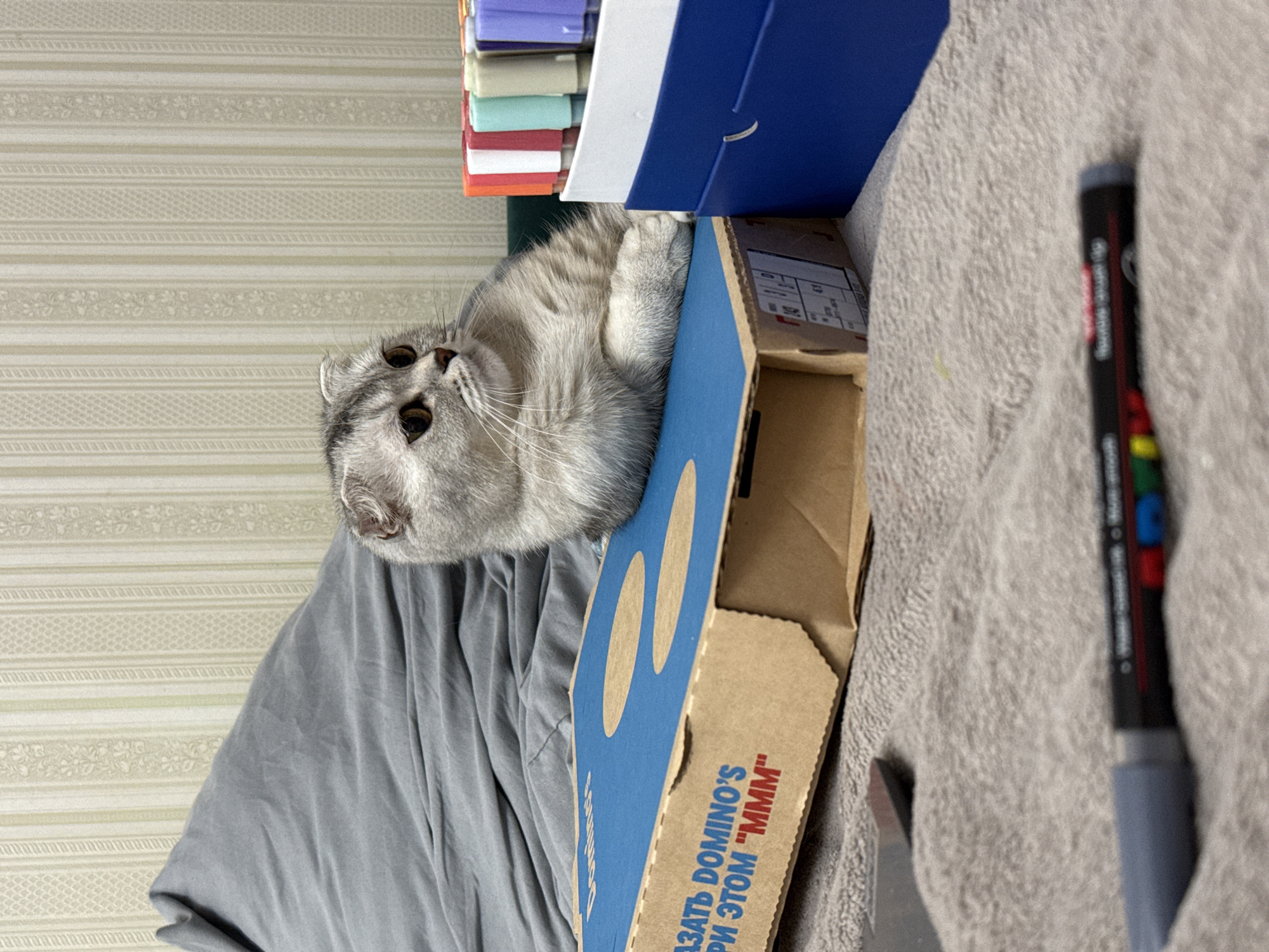 Scottish Fold cat chills among markers and a Domino's box