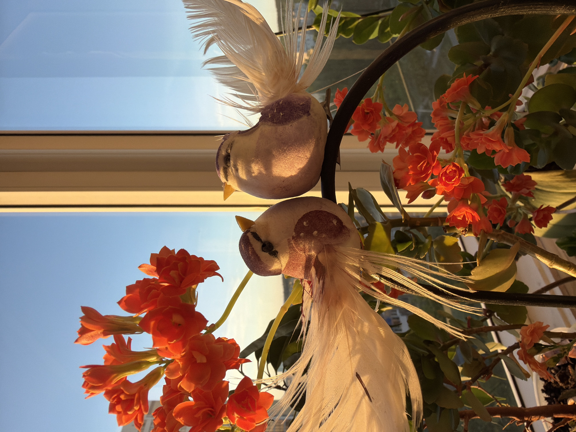 Domestic moments and sunset cityscape captured during afternoon hours