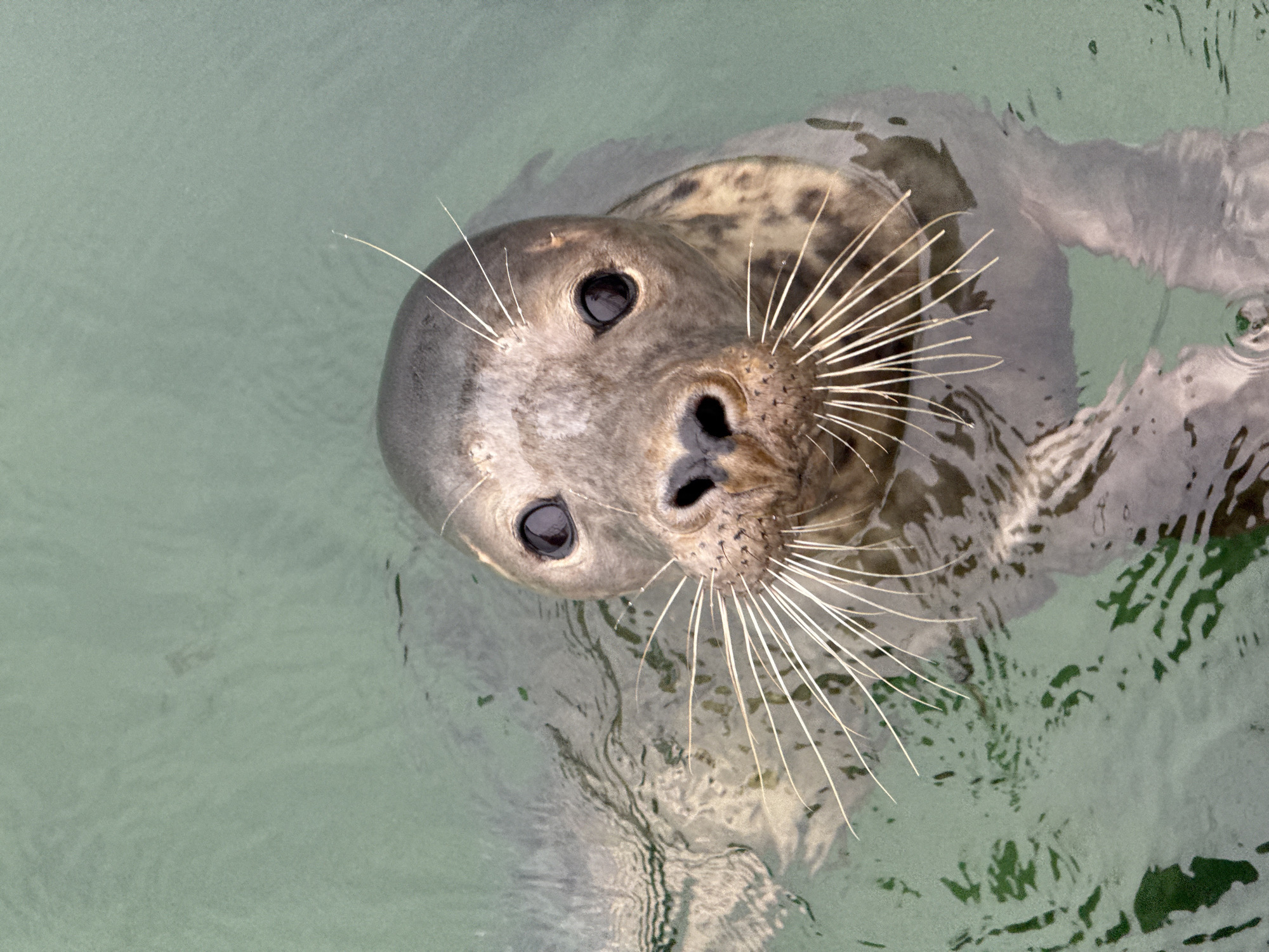 Seals, sculptures, and sea cliffs along Santander's rocky waterfront