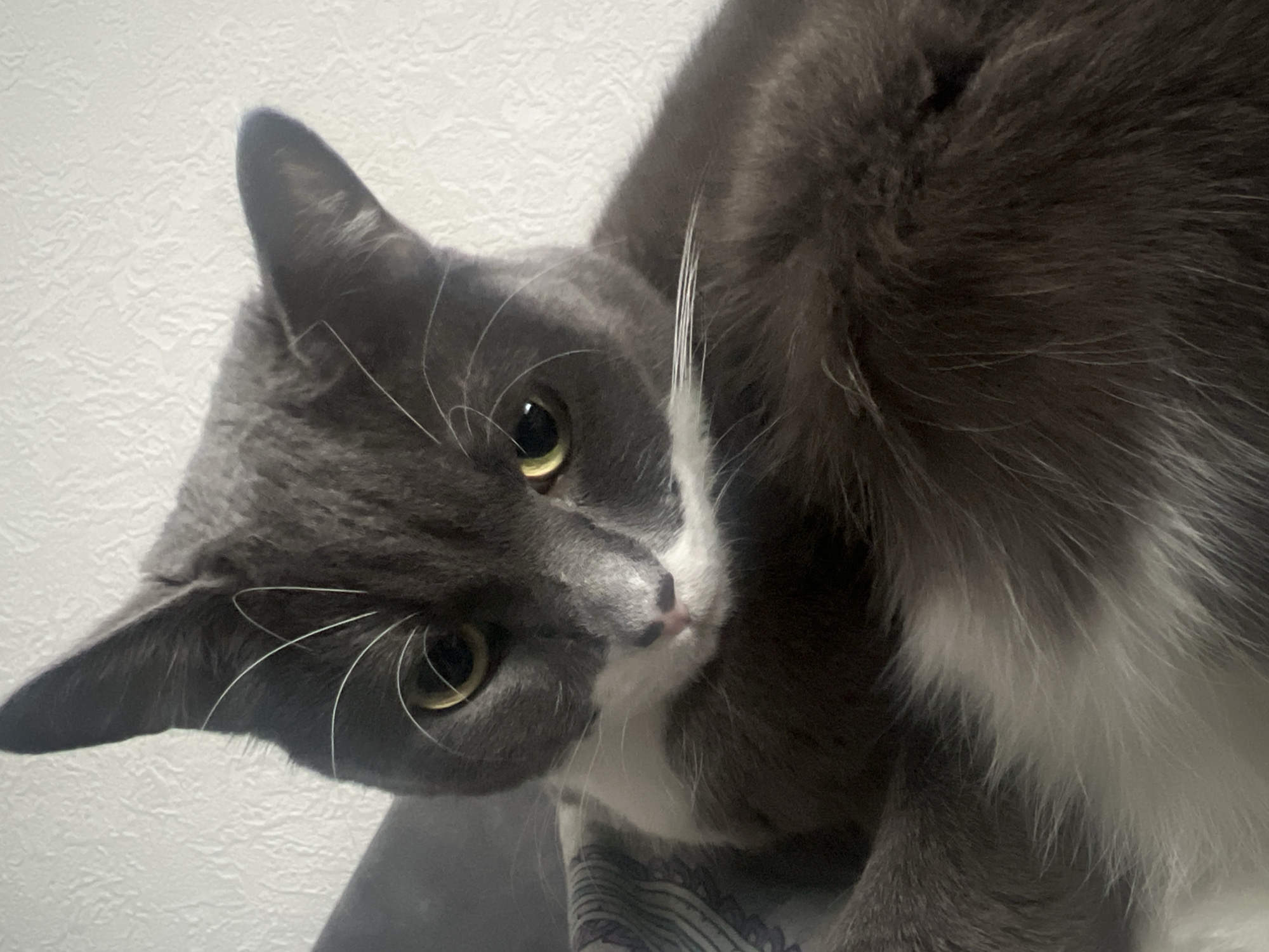 Cat photographed gazing intently at camera in Tyumen