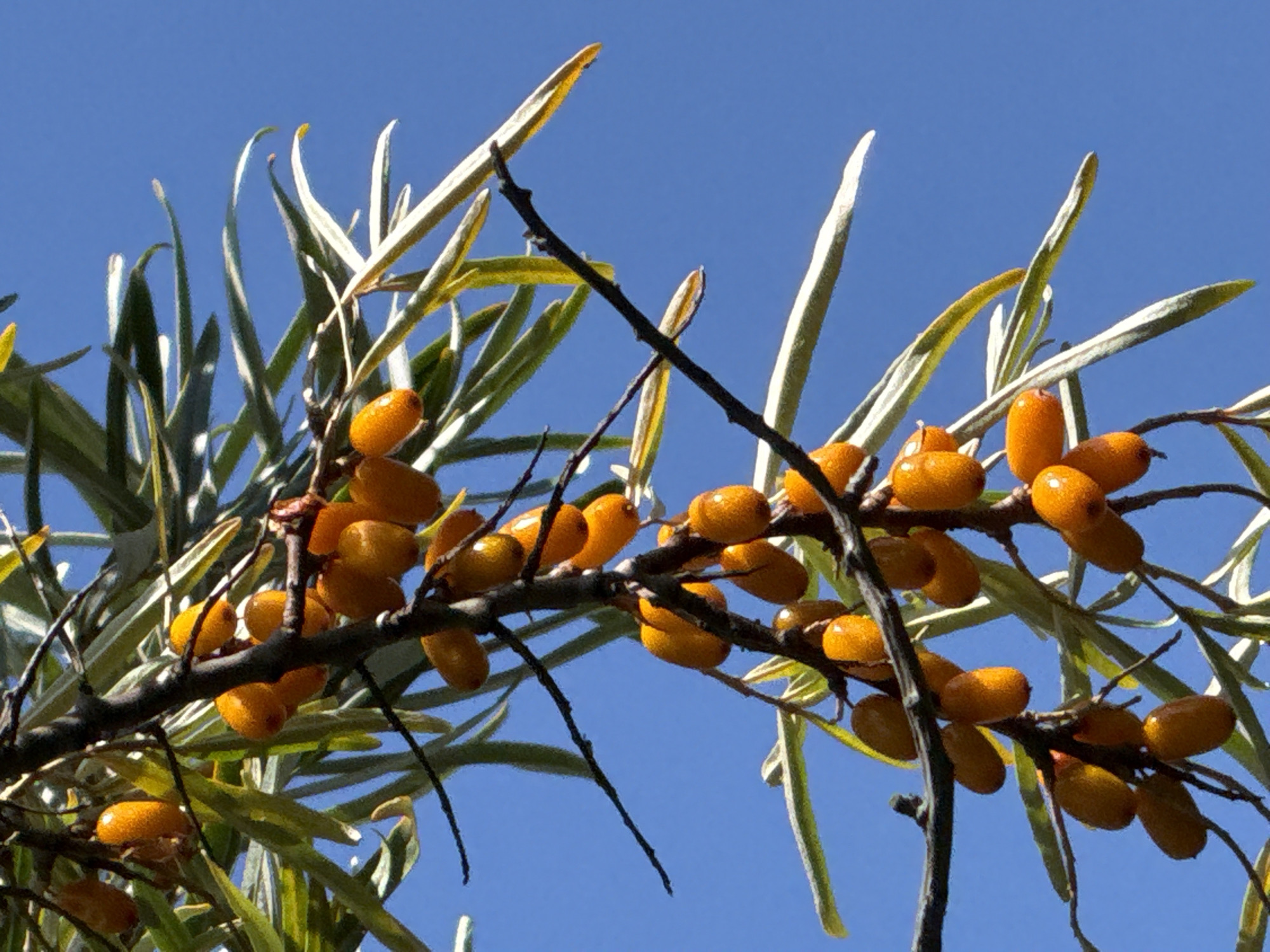 Sea buckthorn berries cluster on branches under a clear blue sky