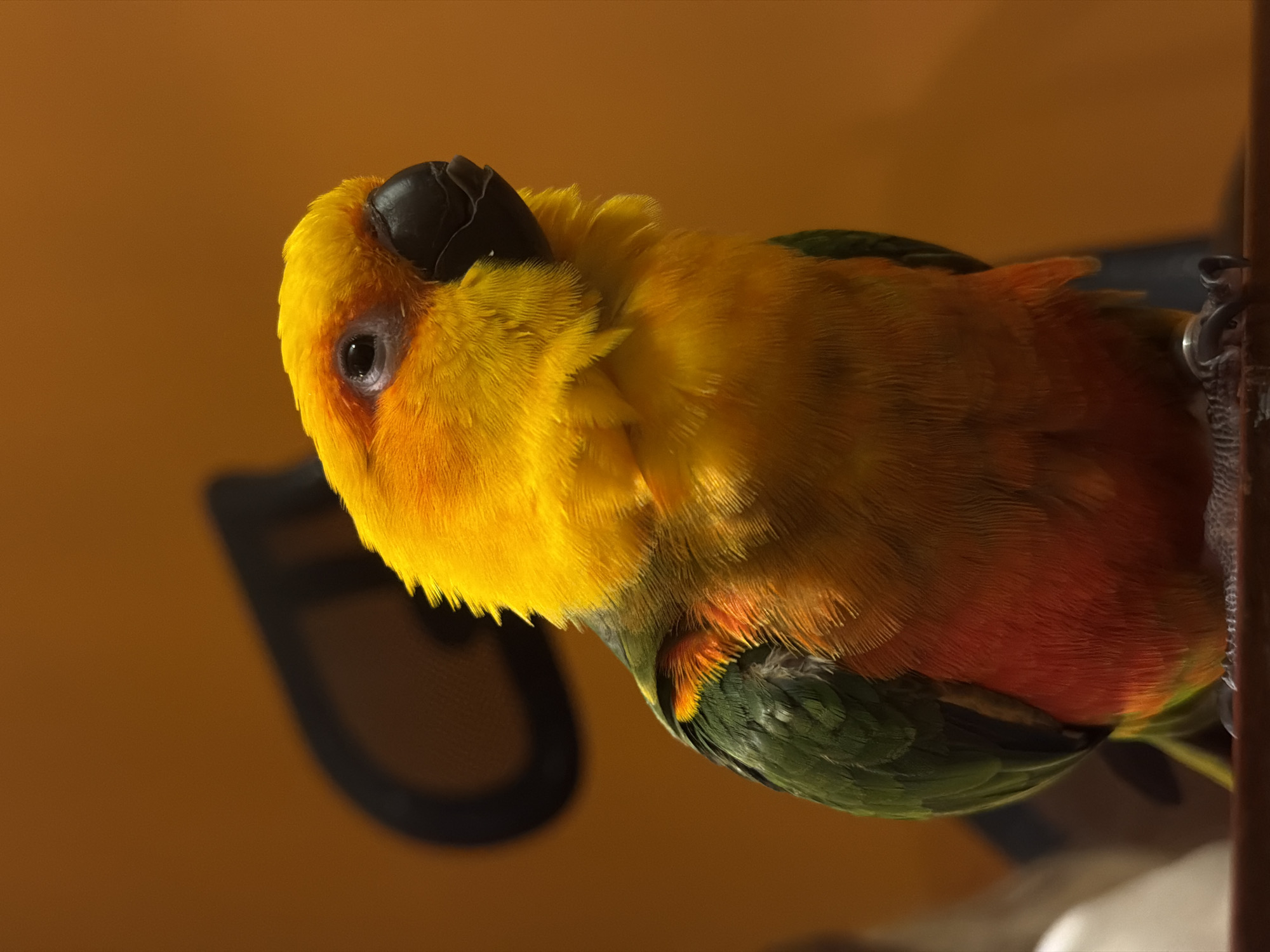 Family documents afternoon with pet parrot in Khimki home