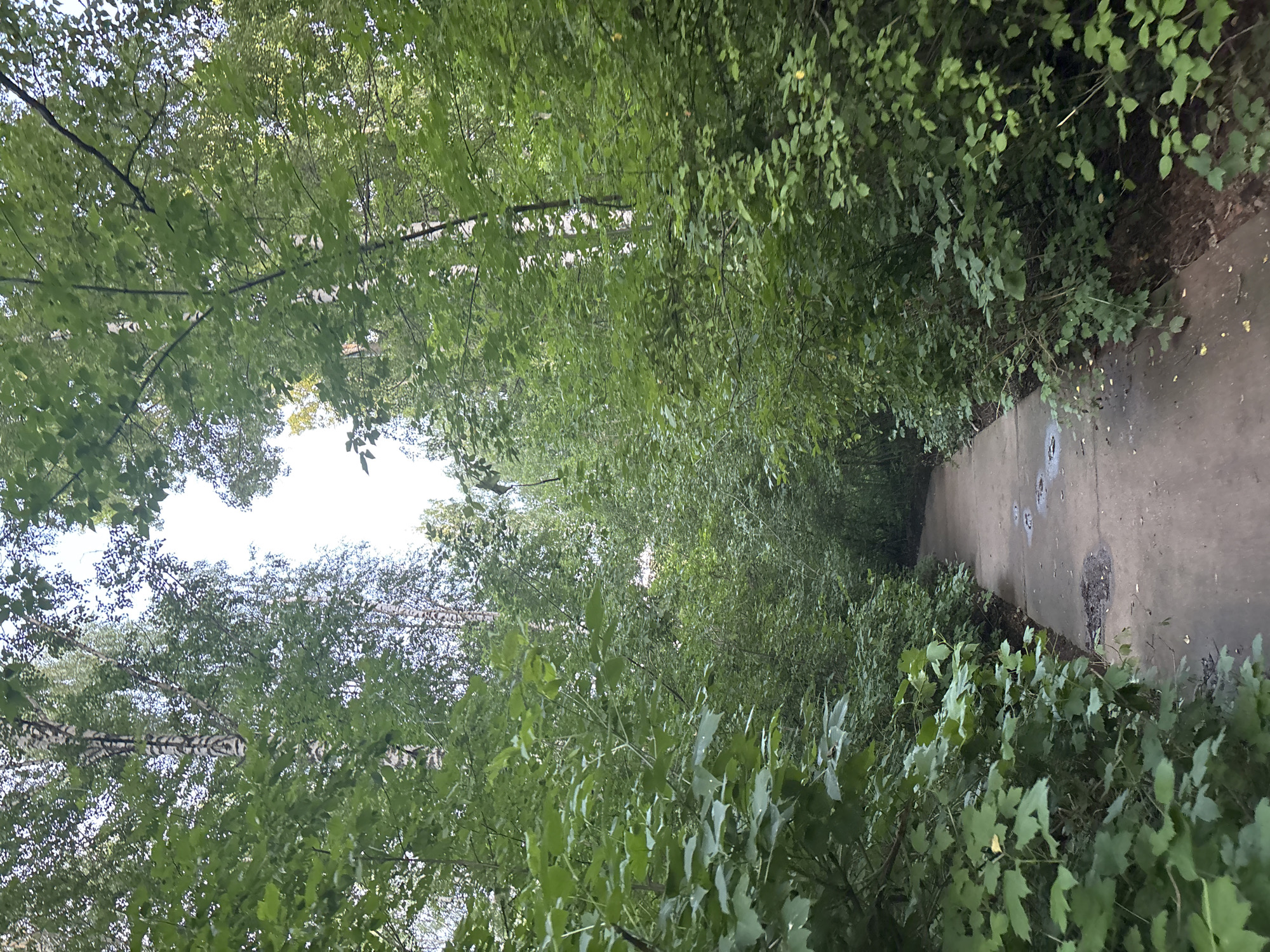 Strolling the forest paths of Chaikovsky on a summer afternoon