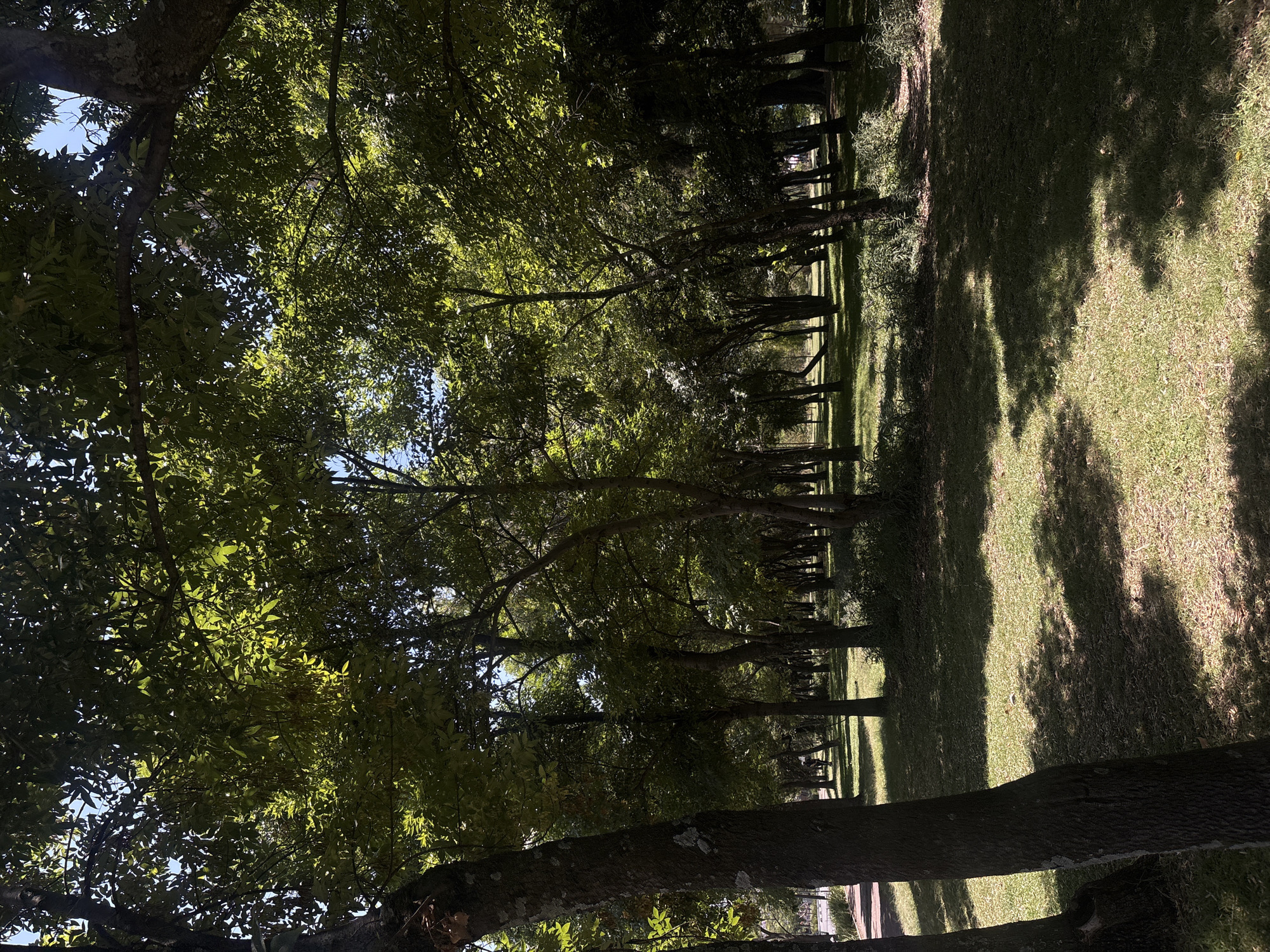 Quiet park moments captured in Mexico City evening