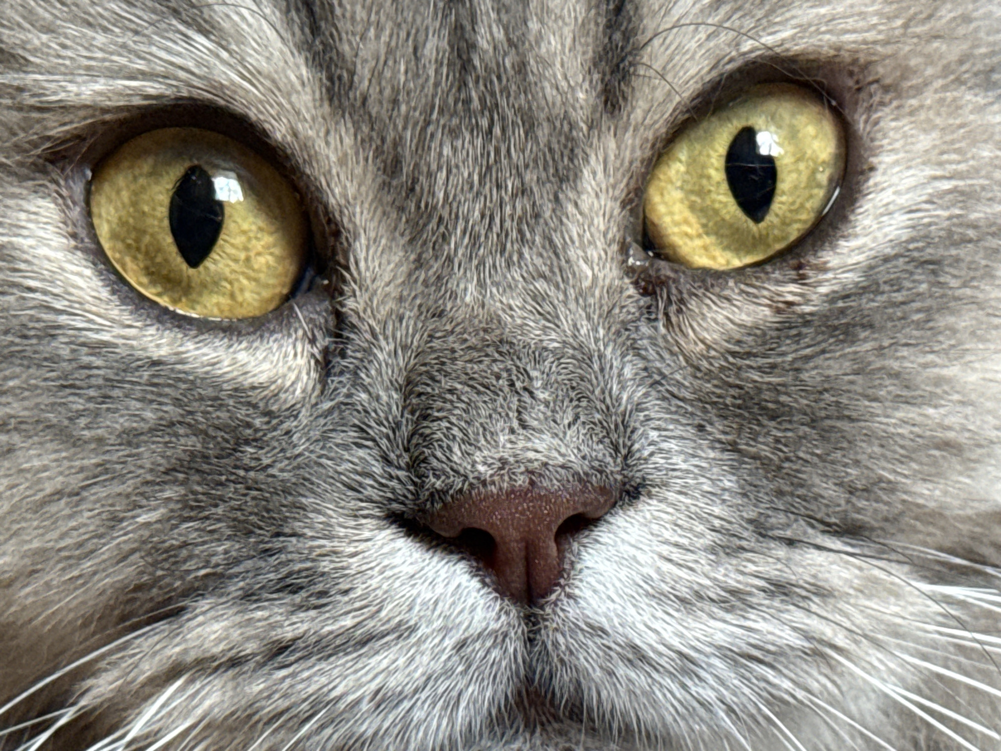Gray cat, lemon water, and insects — a quiet afternoon in Raivka