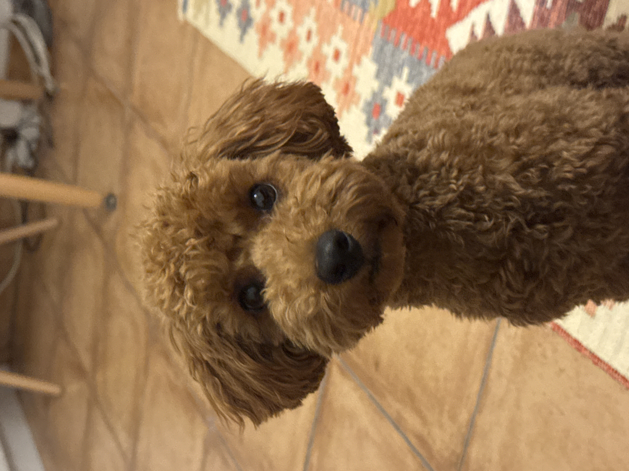 A poodle and Orthodox icons inside a Sutomore home
