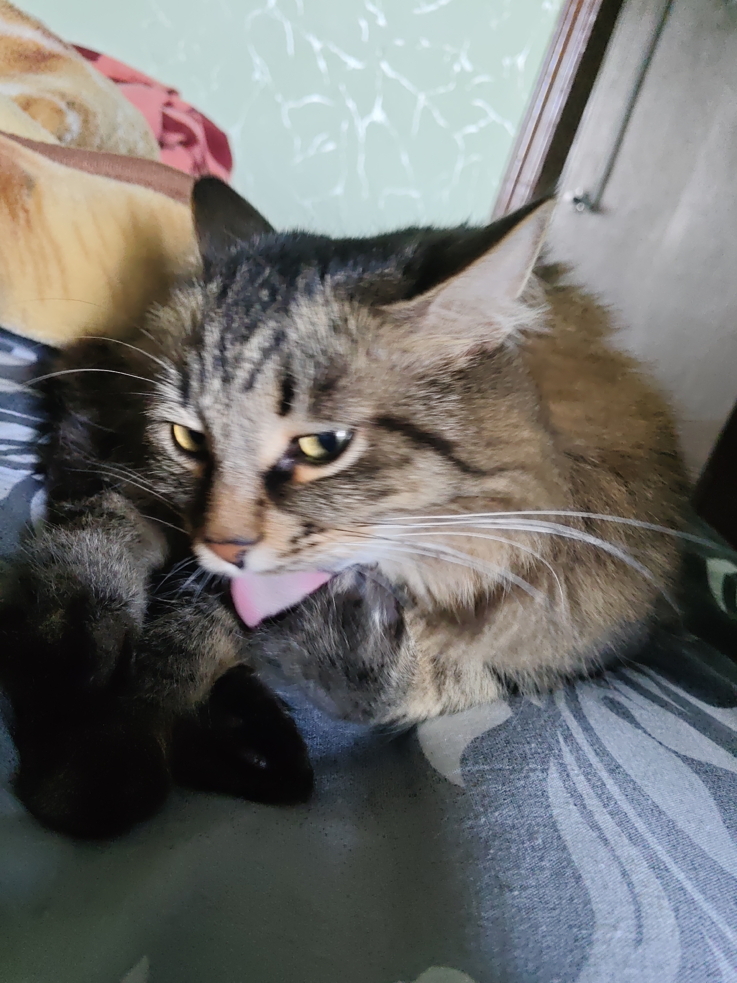 Casual afternoon in Saratov: cats, selfies, and Khrushchyovkas