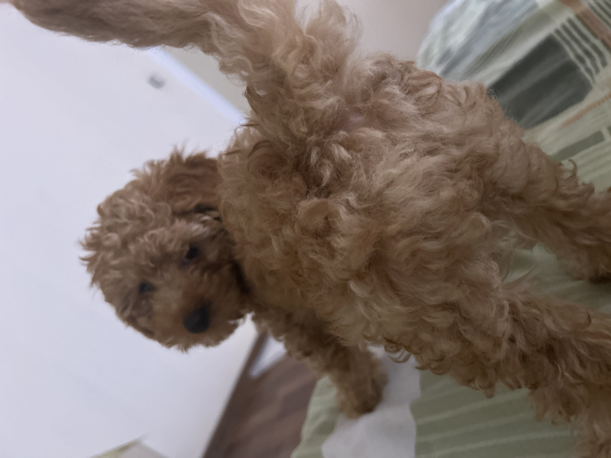 Brown poodle spotted relaxing in bedroom during morning hours