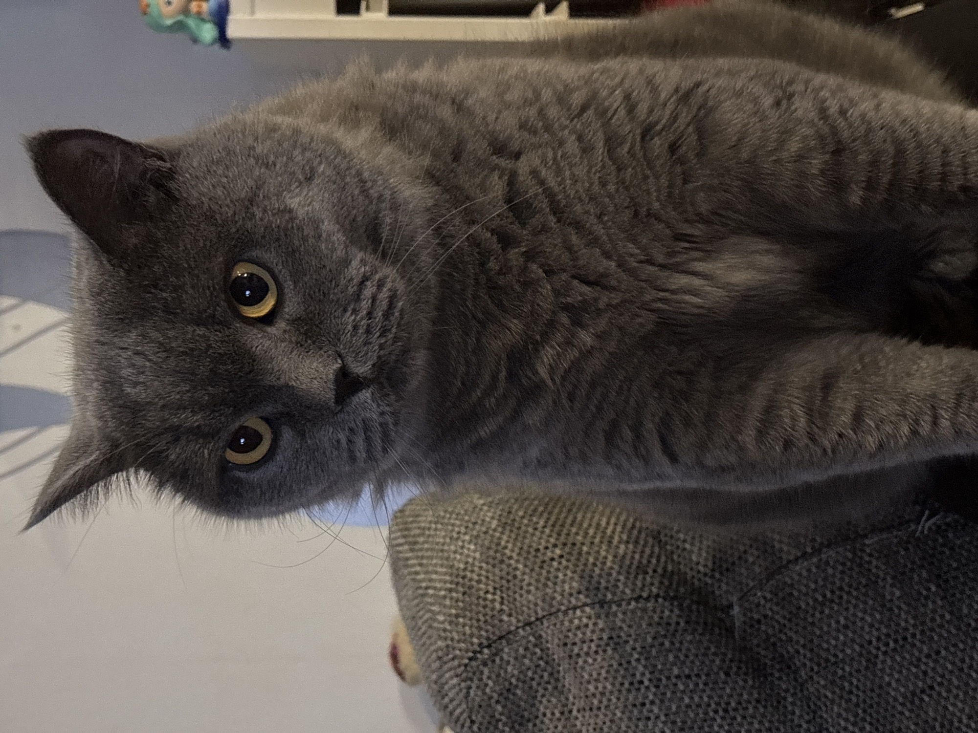 Gray cat with golden eyes spotted on furniture in Sofia