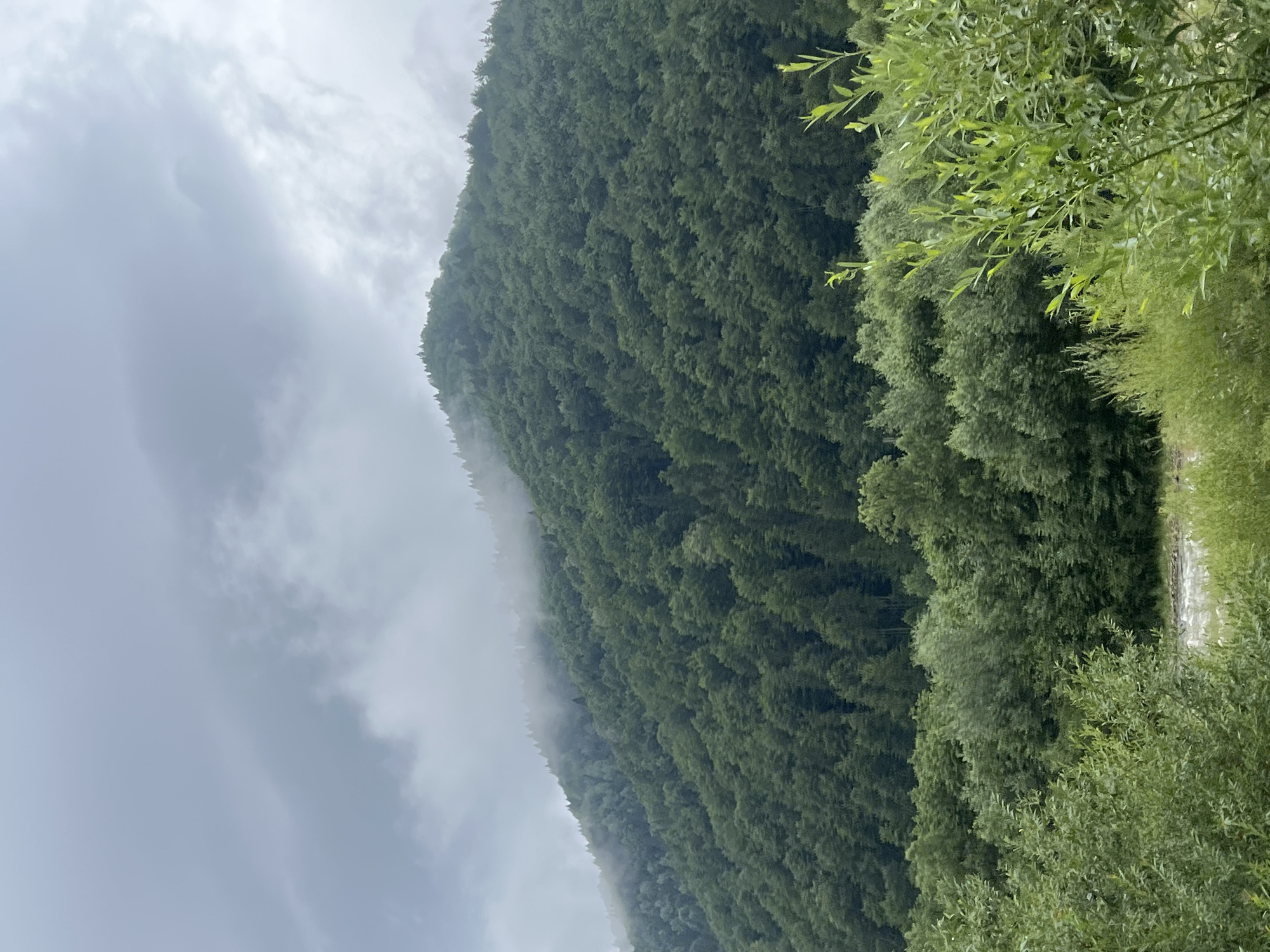 Lush Carpathian forest scenery in Ust-Chorna, Ukraine
