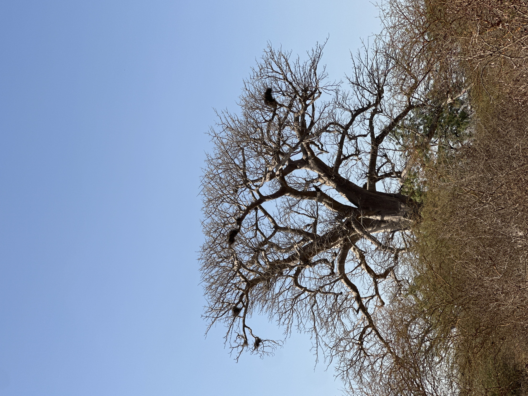 Bare baobab tree documented in rural Senegal countryside