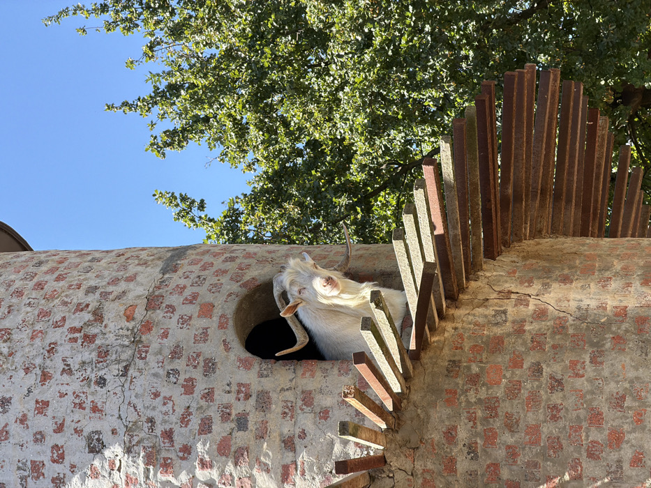 Visitor documents wine tour at Fairview winery in South Africa
