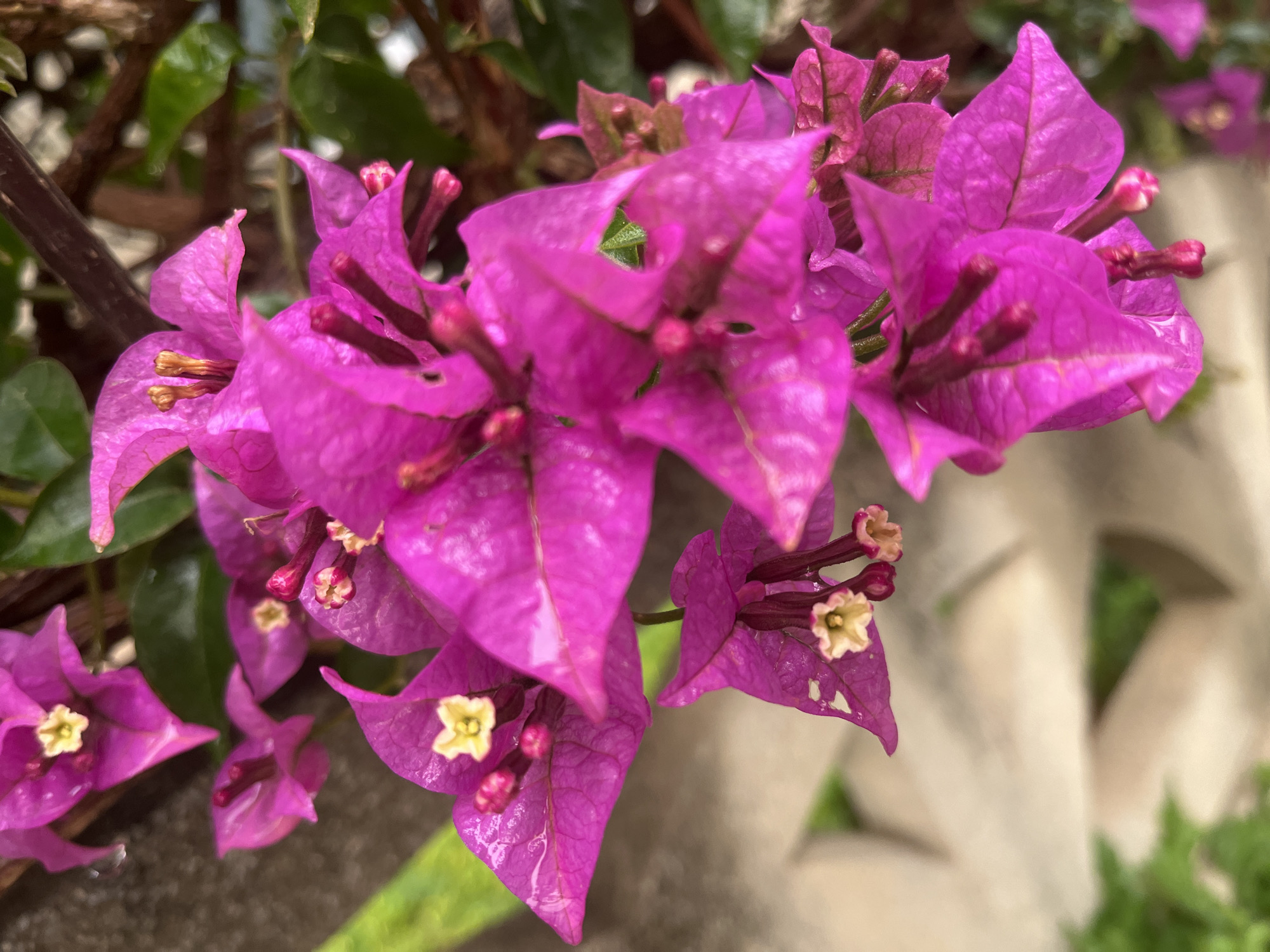 Pink bougainvillea flowers photographed blooming in Alanya, Turkey