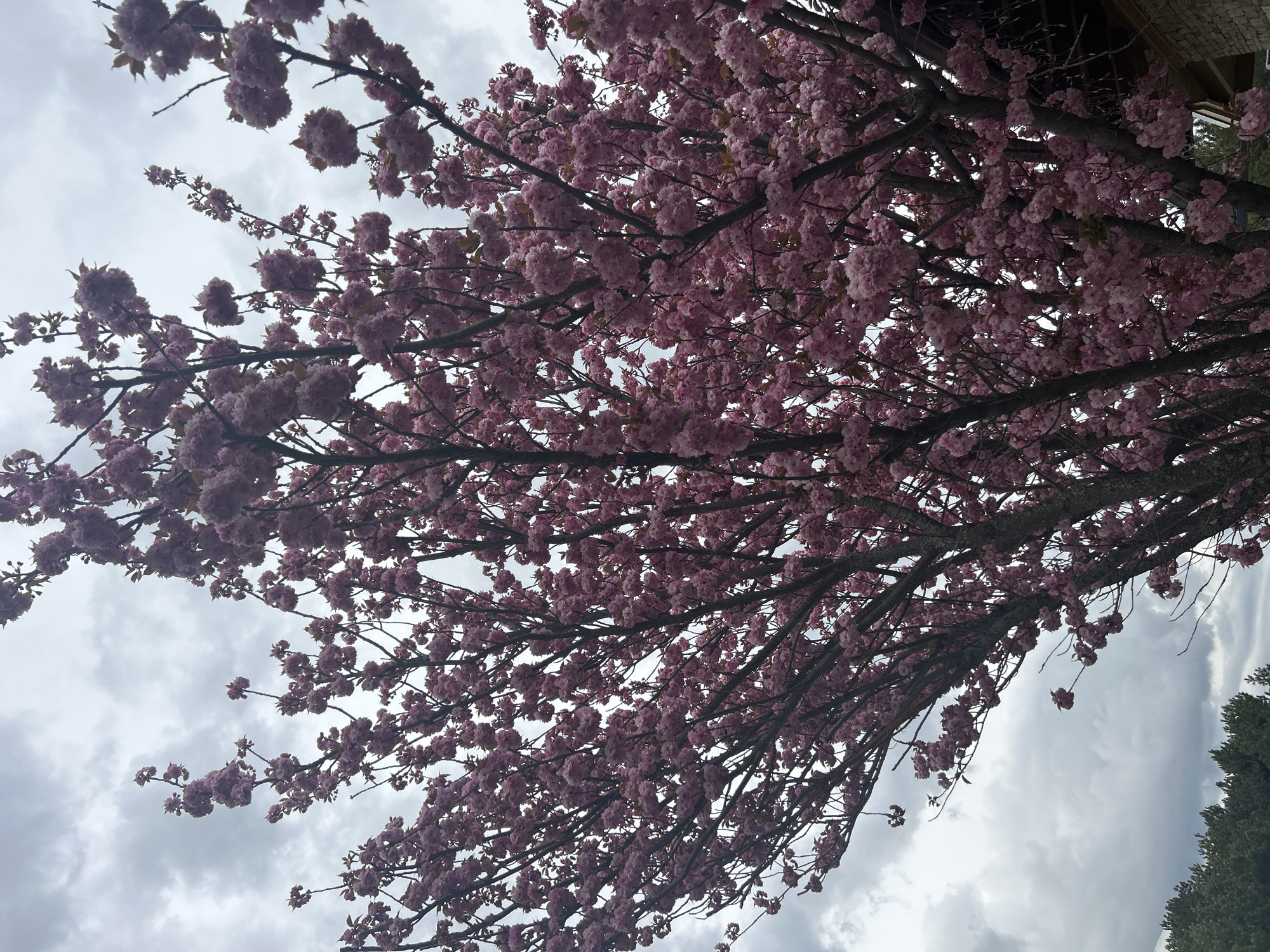 Spring blooms and everyday scenes captured in Razlog, Bulgaria