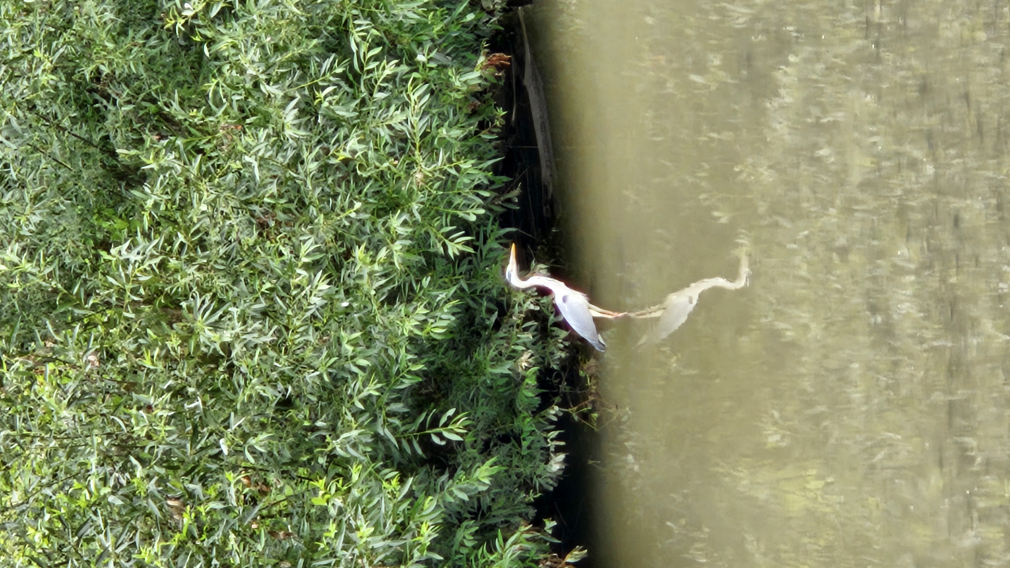 Grey heron wading in a murky Slovak riverbank