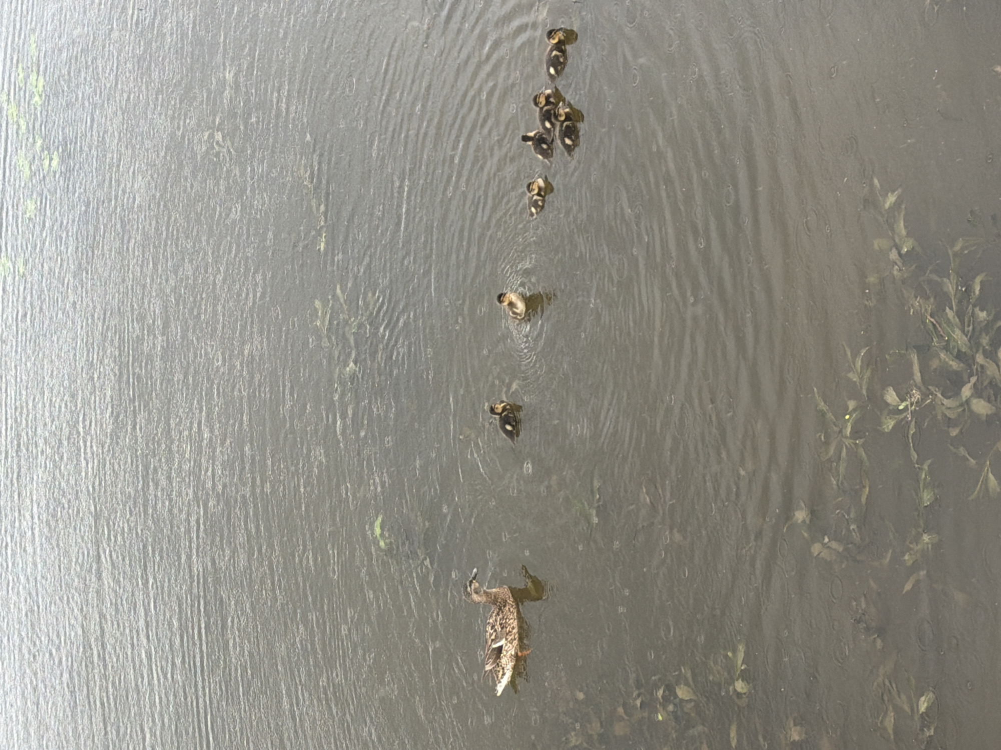 Fisherman casts line as duck family swims in Votkinsk