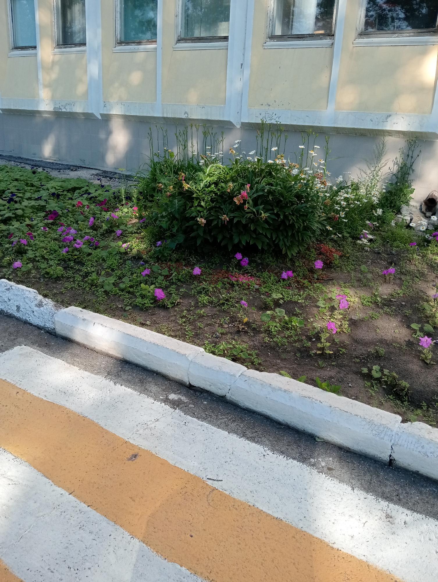 Sunny day at a Kazakh school campus, people and animals outside