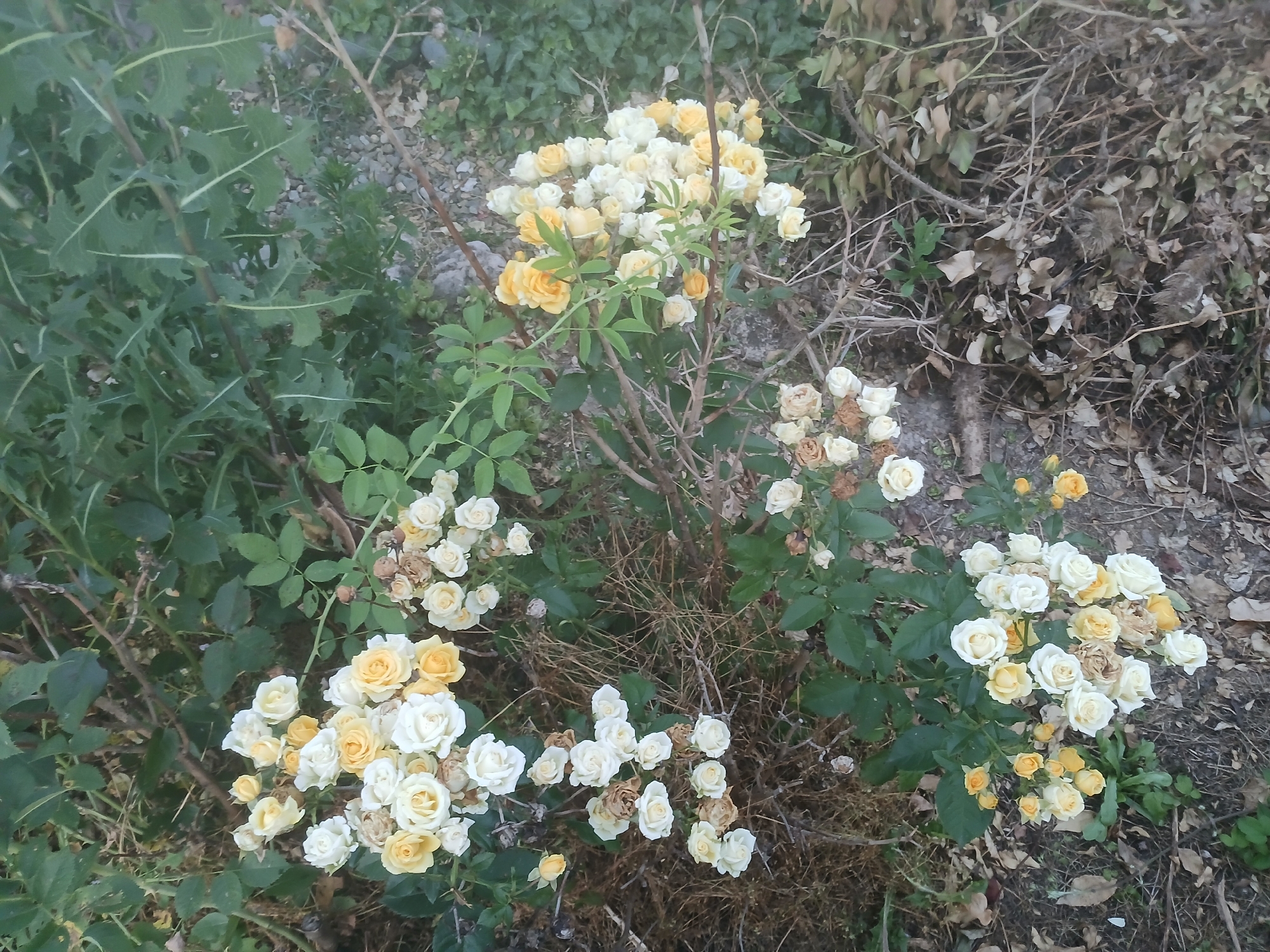 Dusk in a rural yard: roses, chickens, goats, and quiet roads.