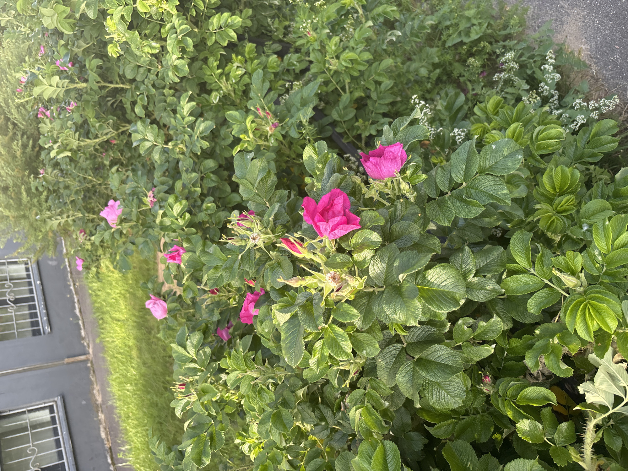 Scooter ride through blooming green trails near Koltushi, Russia