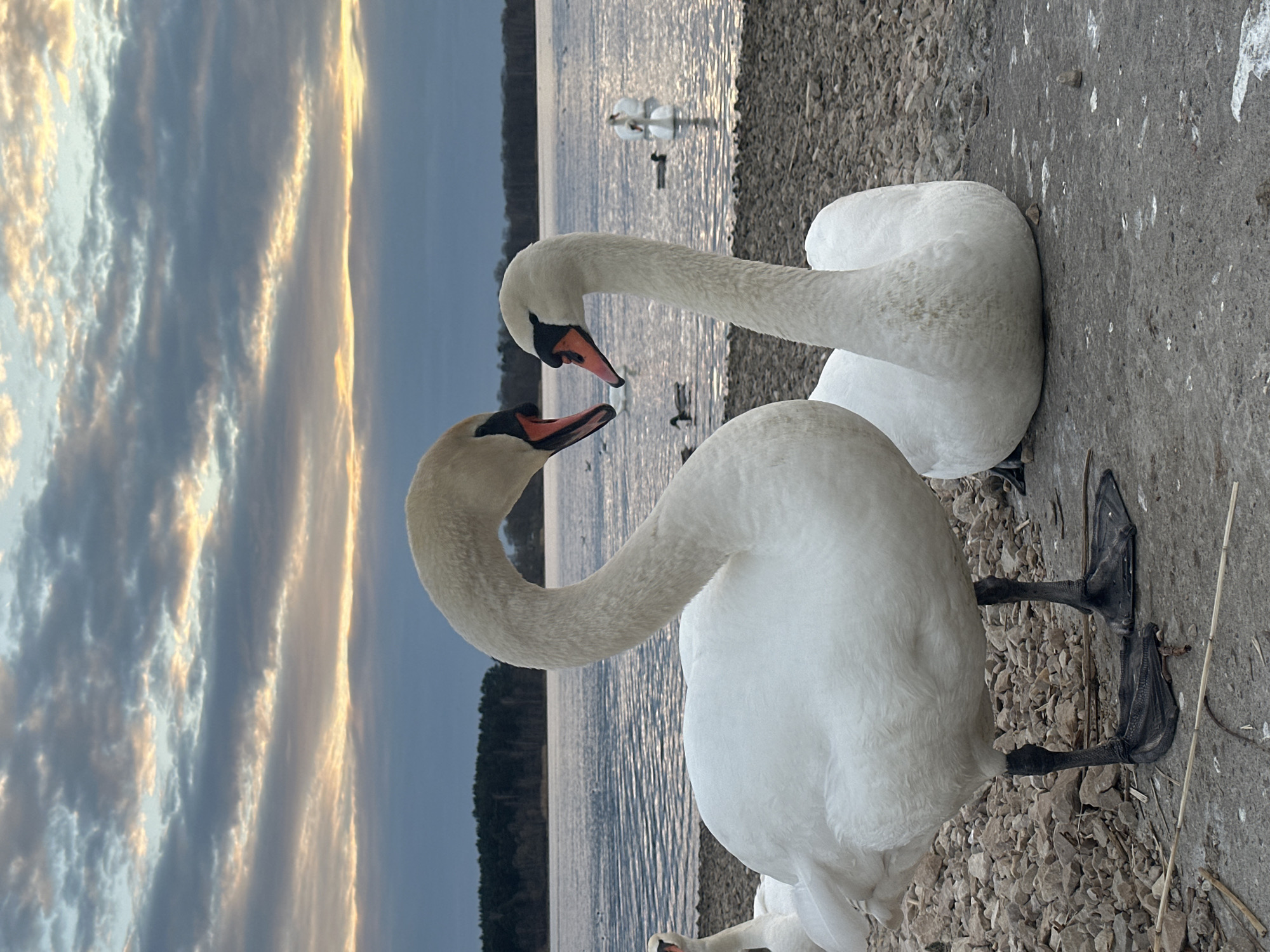 Swans gather along Daugava River in Riga during evening hours