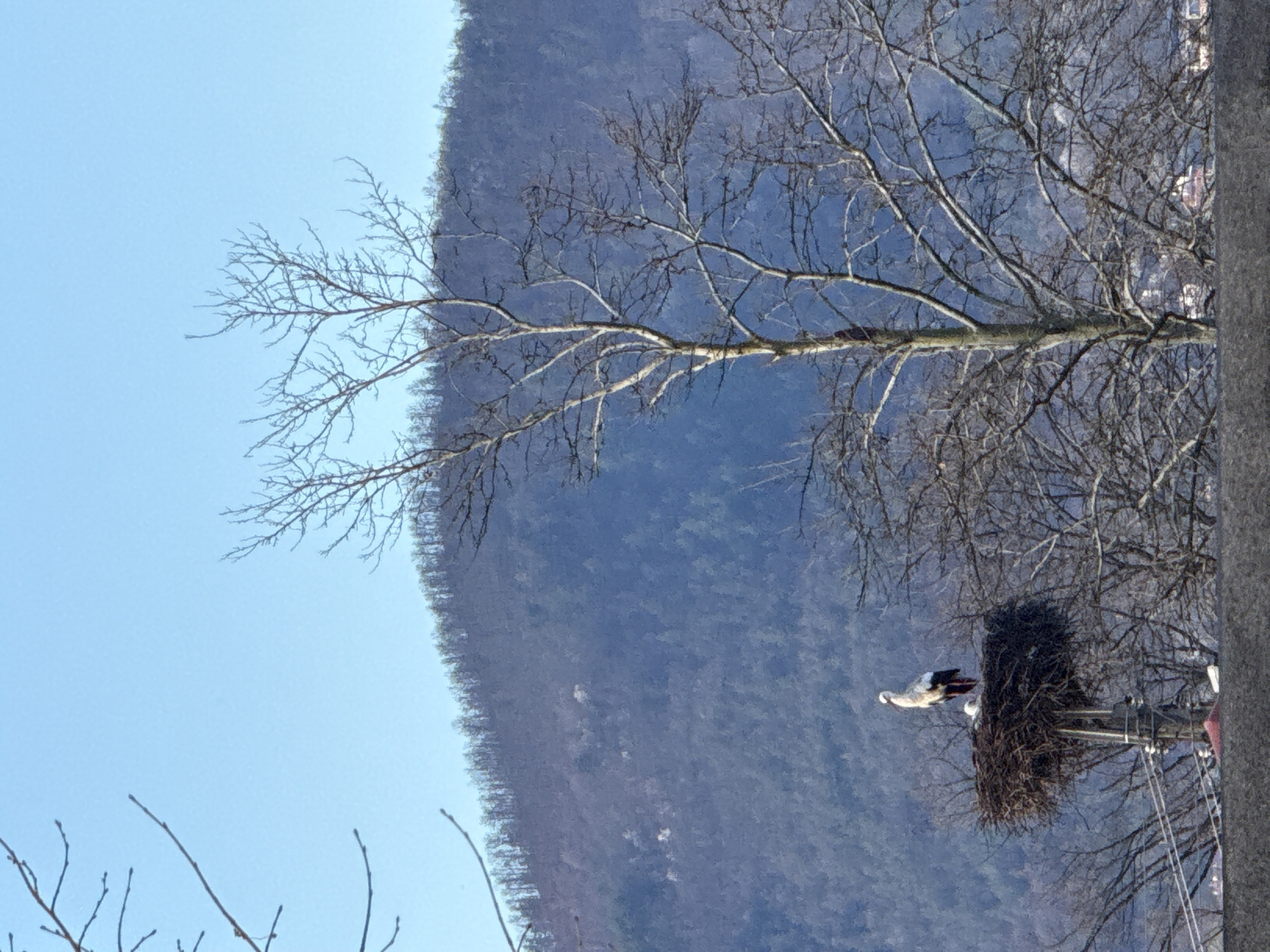 Stork spotted nesting on utility pole in Bulgarian village