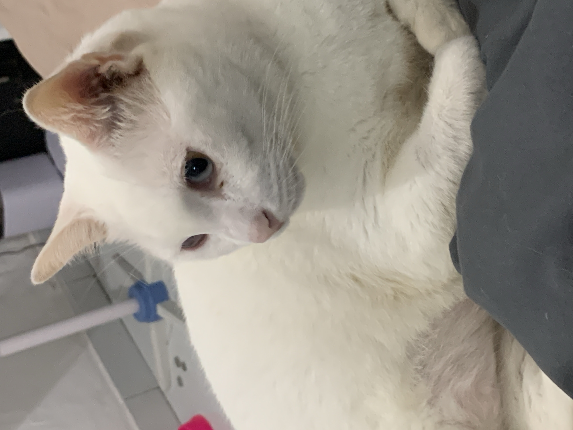 White blue-eyed cat lounging around a Denpasar home