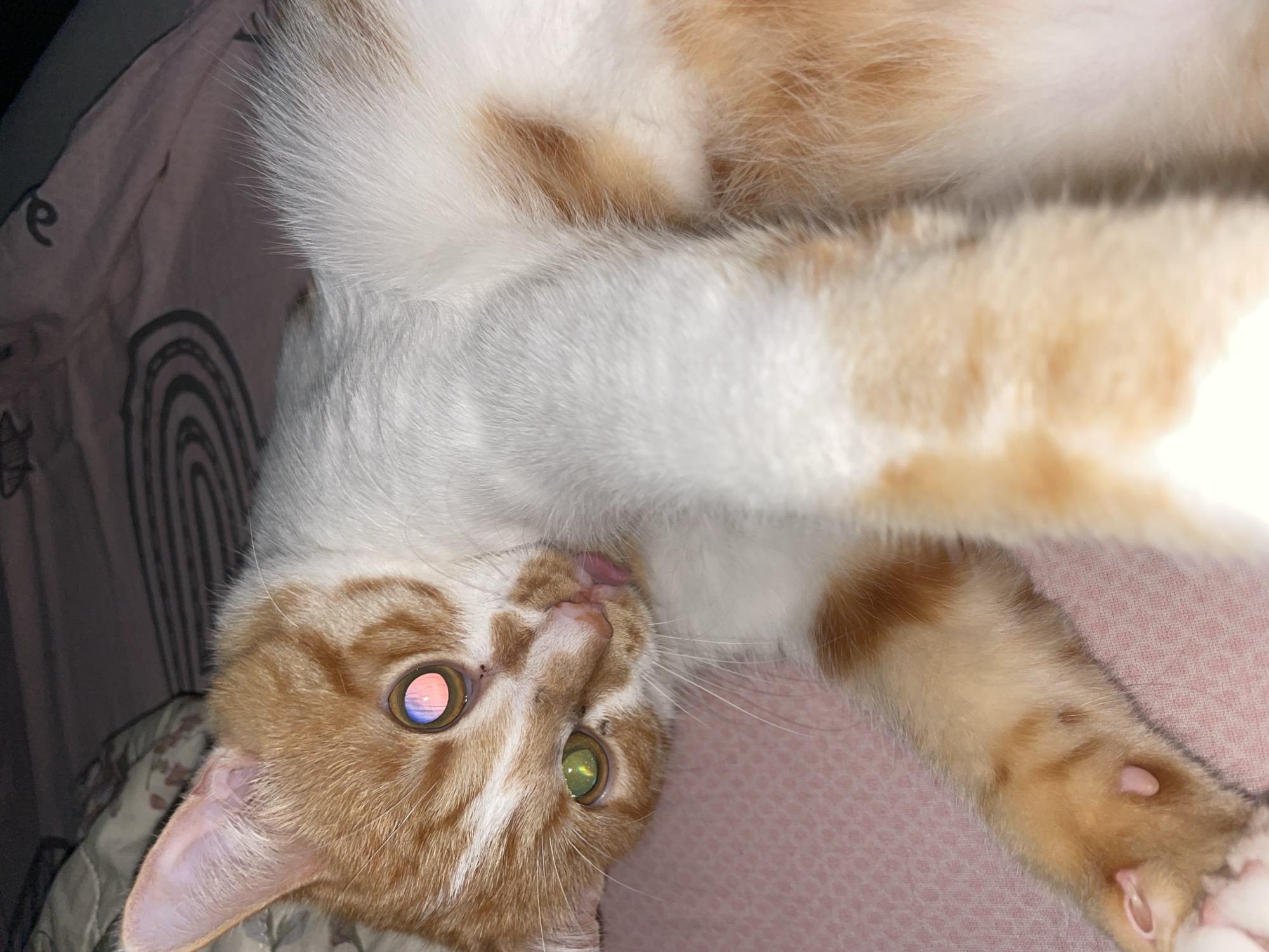 Ginger cat fully unwinding on a pink blanket in Sterlitamak