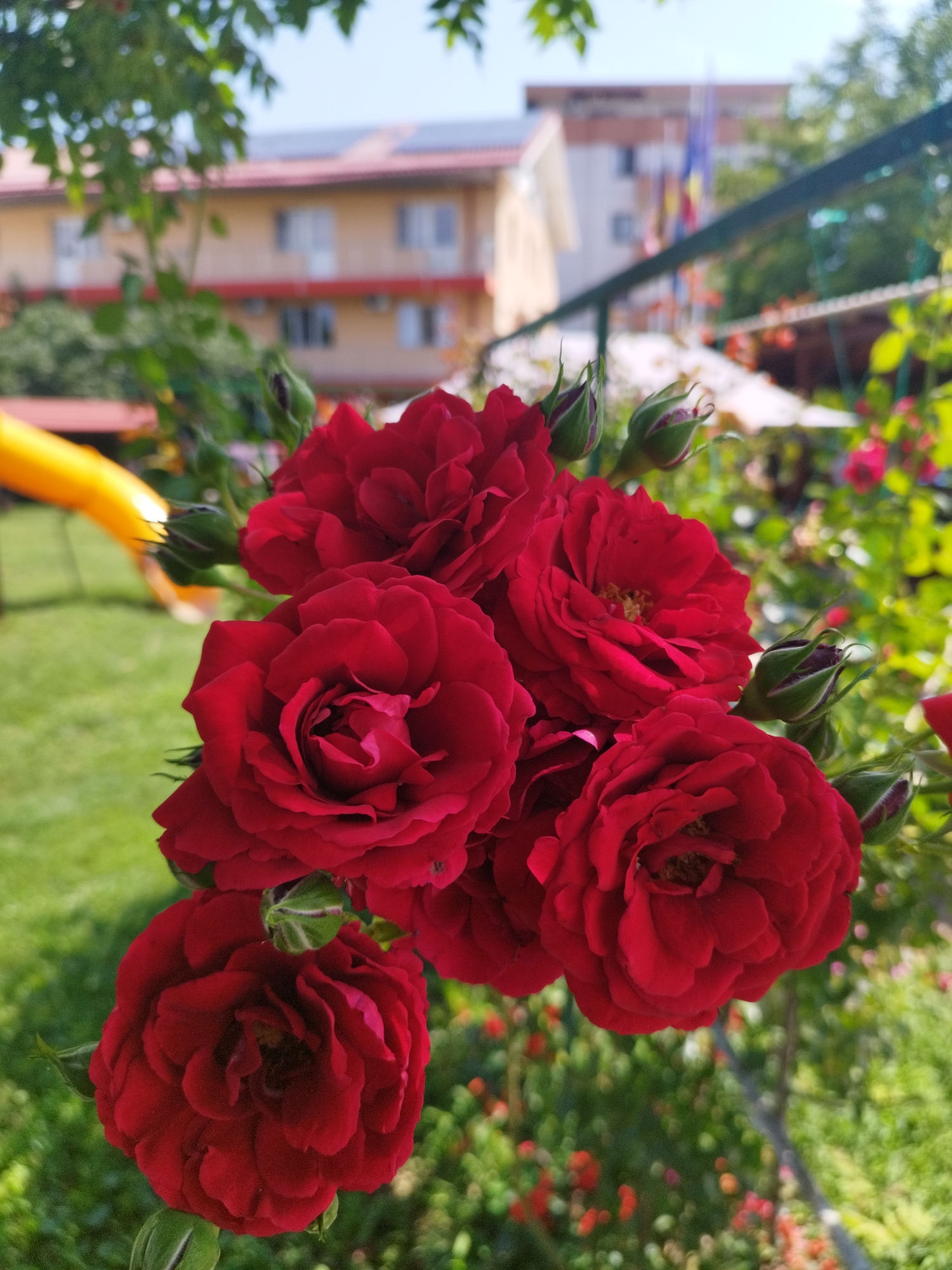 Summer backyard scene with kids and garden decor in Bucharest