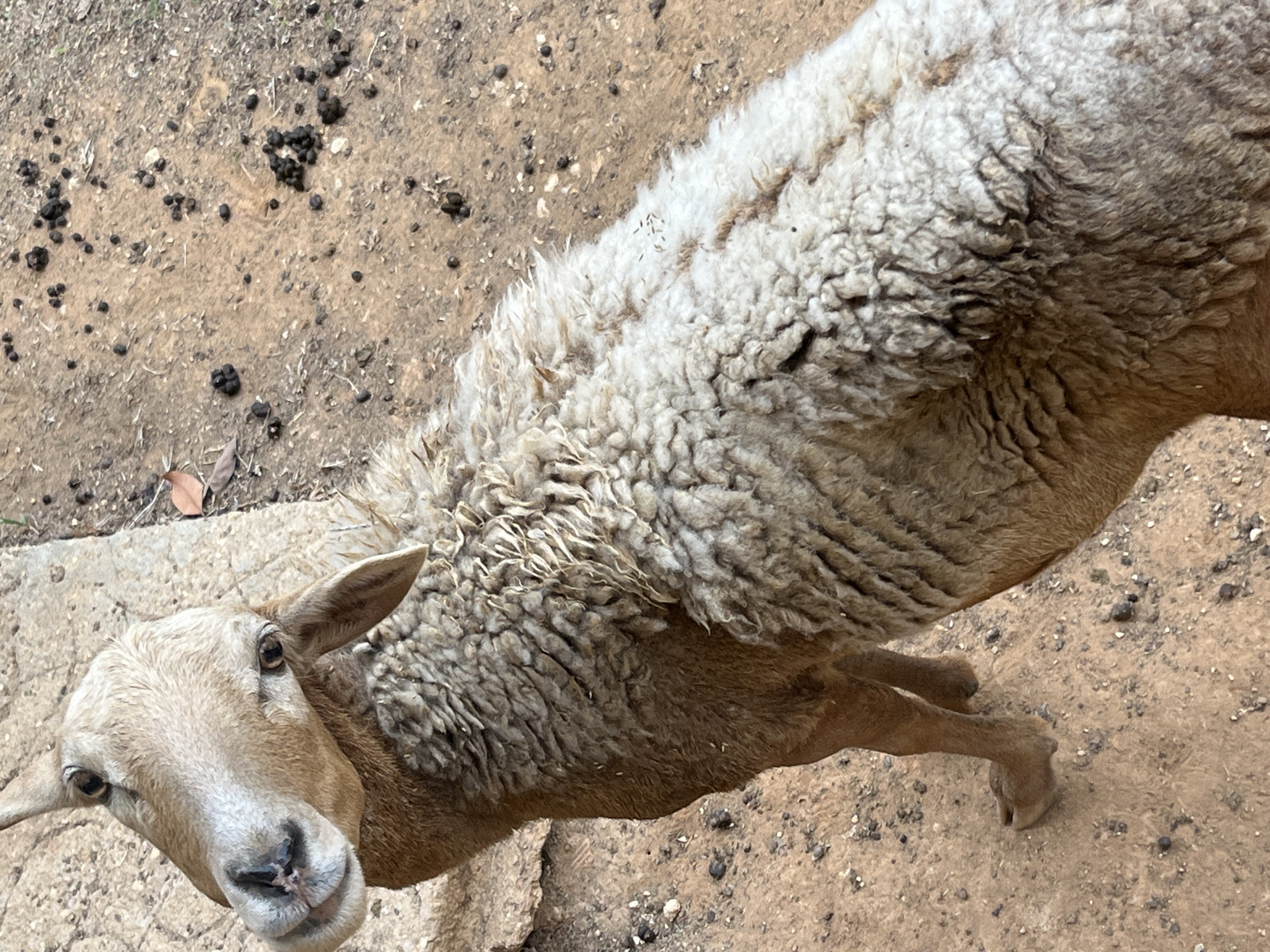 Rural livestock and flora observed in Tinaquillo, Venezuela