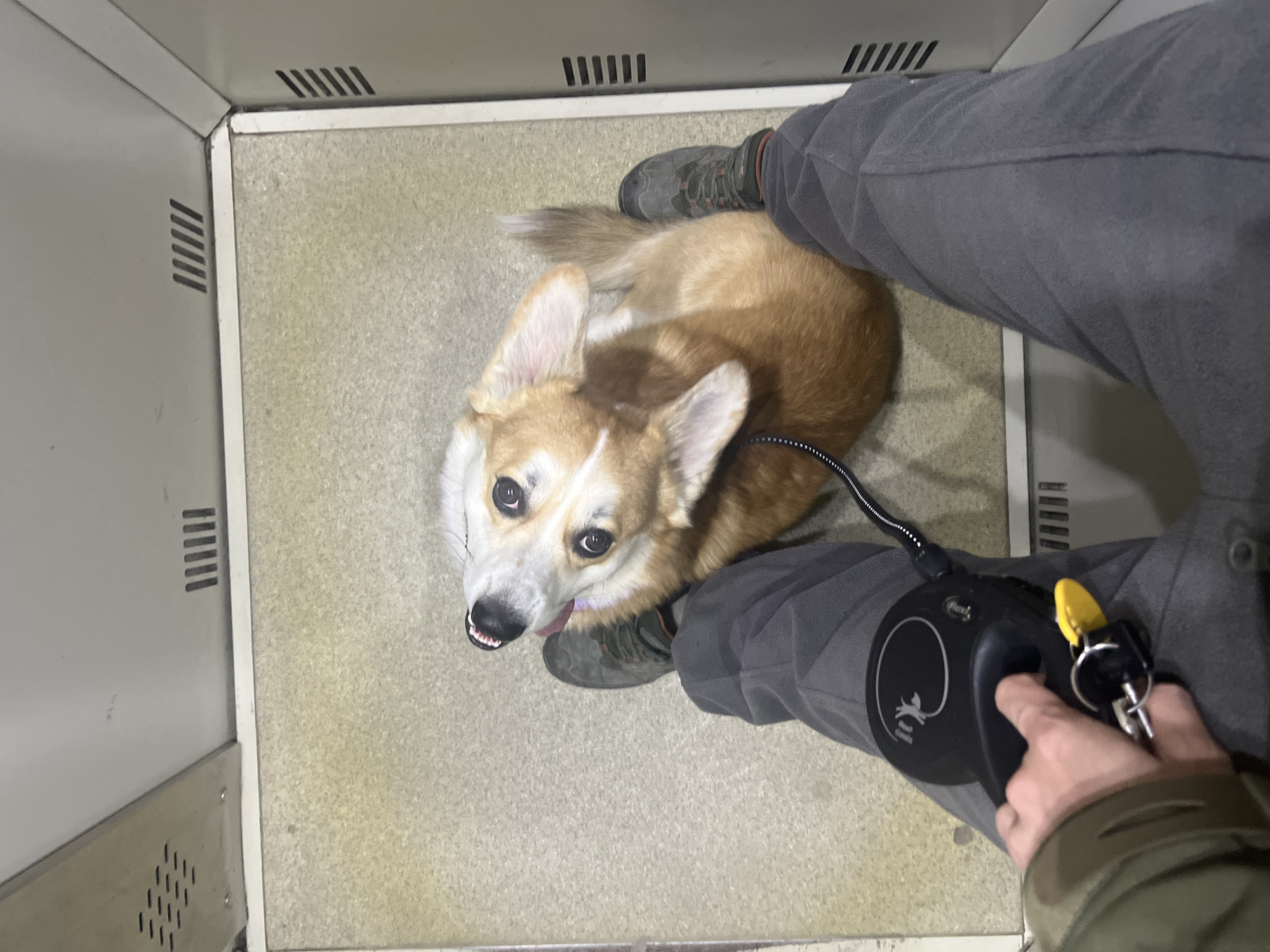 Corgi spotted in elevator and outdoors in Novosibirsk