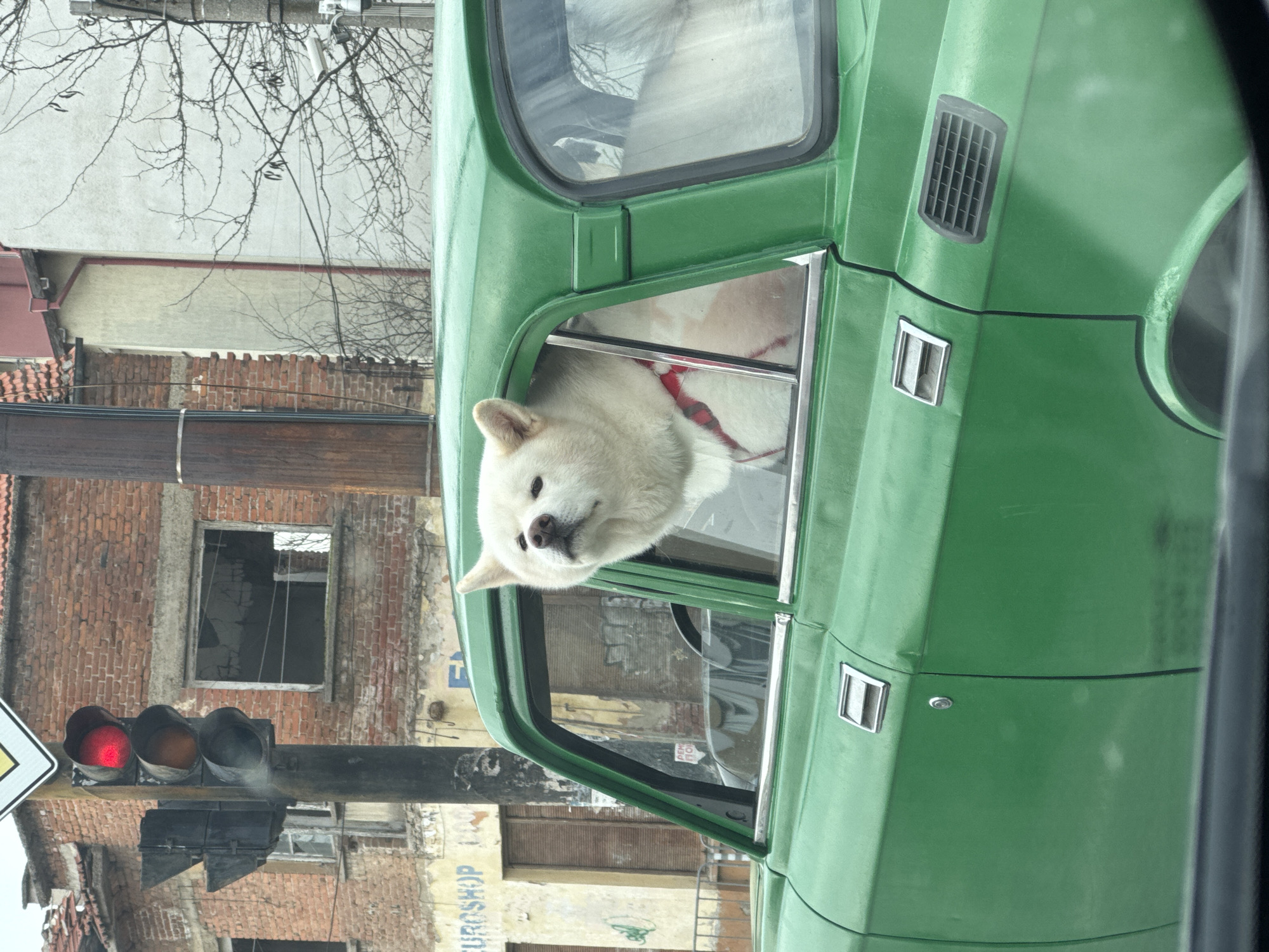 Dog spotted leaning from car window in Yambol, Bulgaria