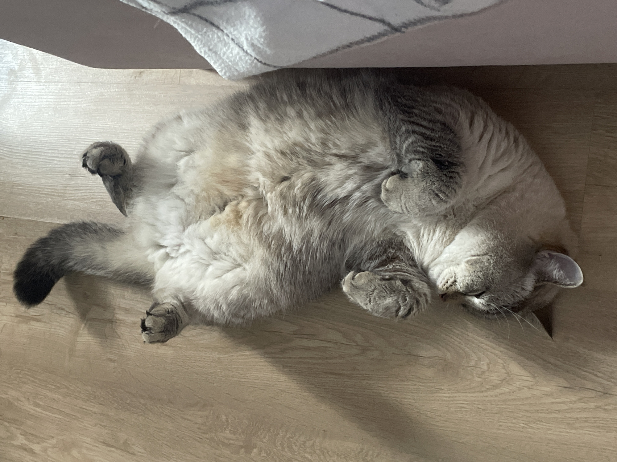 Quiet domestic moments with cat and roses in Votkinsk