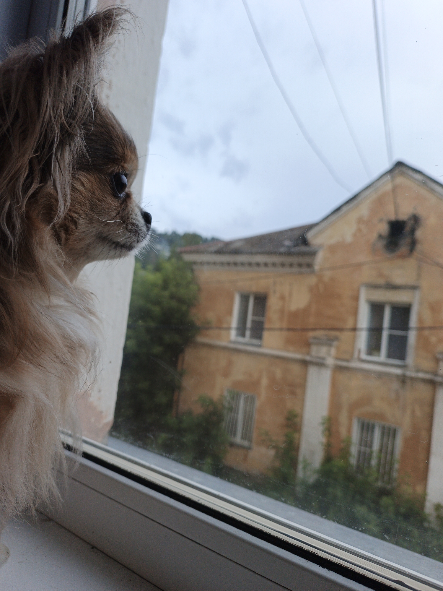 Pets, kids, and rainy streets in Zlatoust, Russia