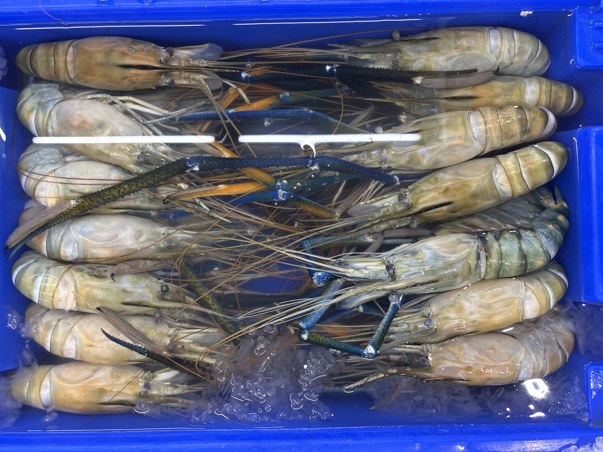 Fresh seafood displayed in containers at Thep Krasatti market