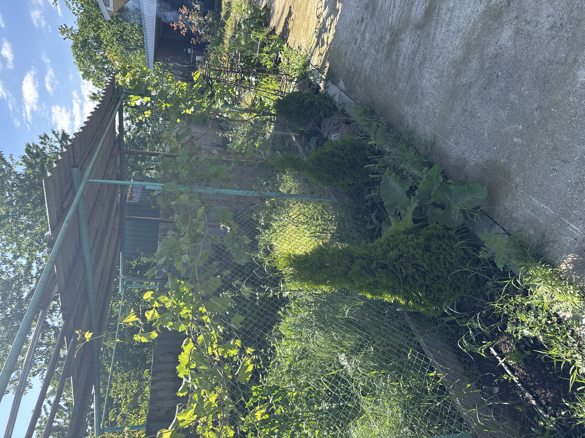 Backyard scenes captured: gardening, grilling, residential life documented