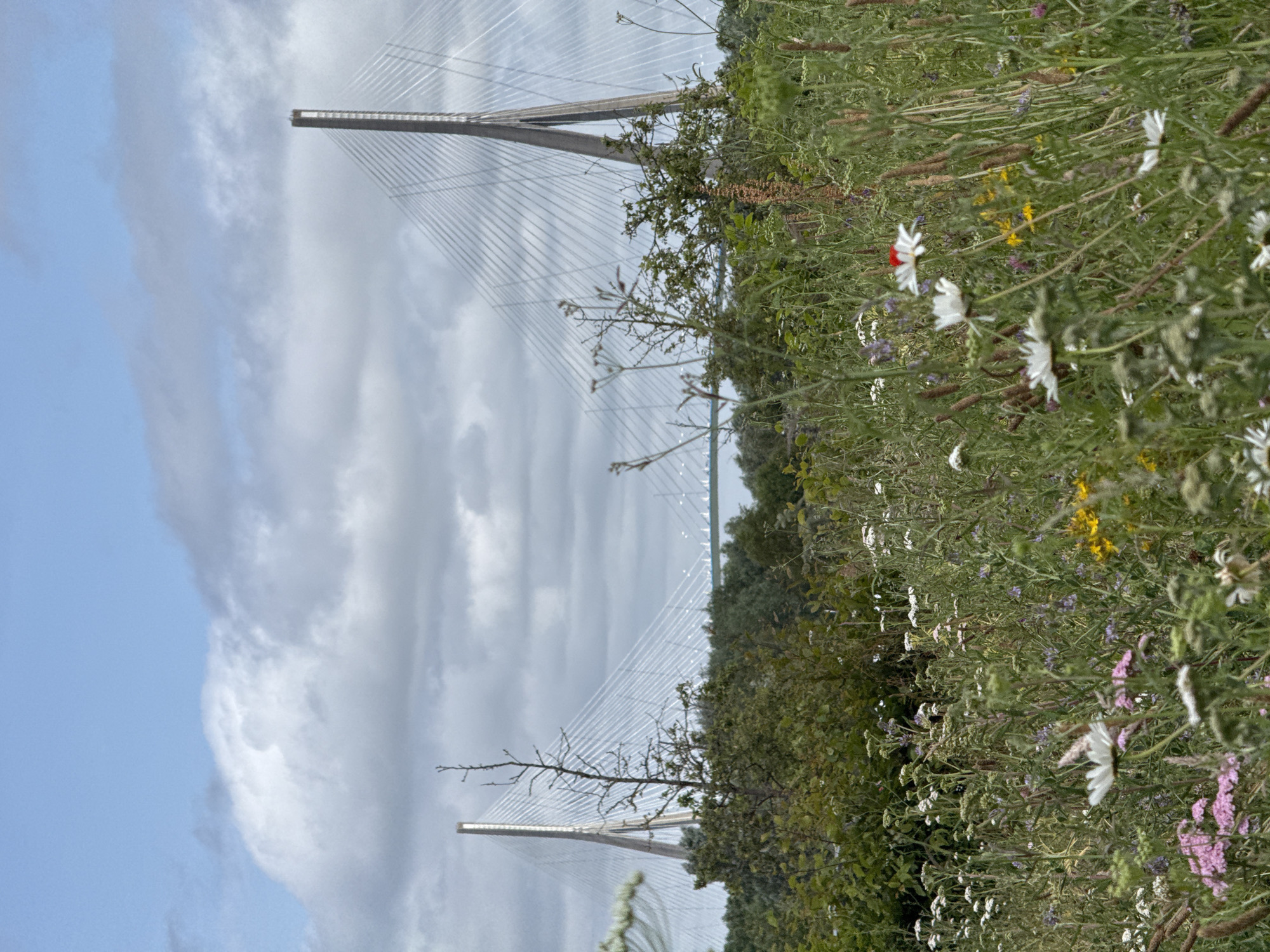 Pont de Normandie bridge photographed from wildflower meadow, Honfleur